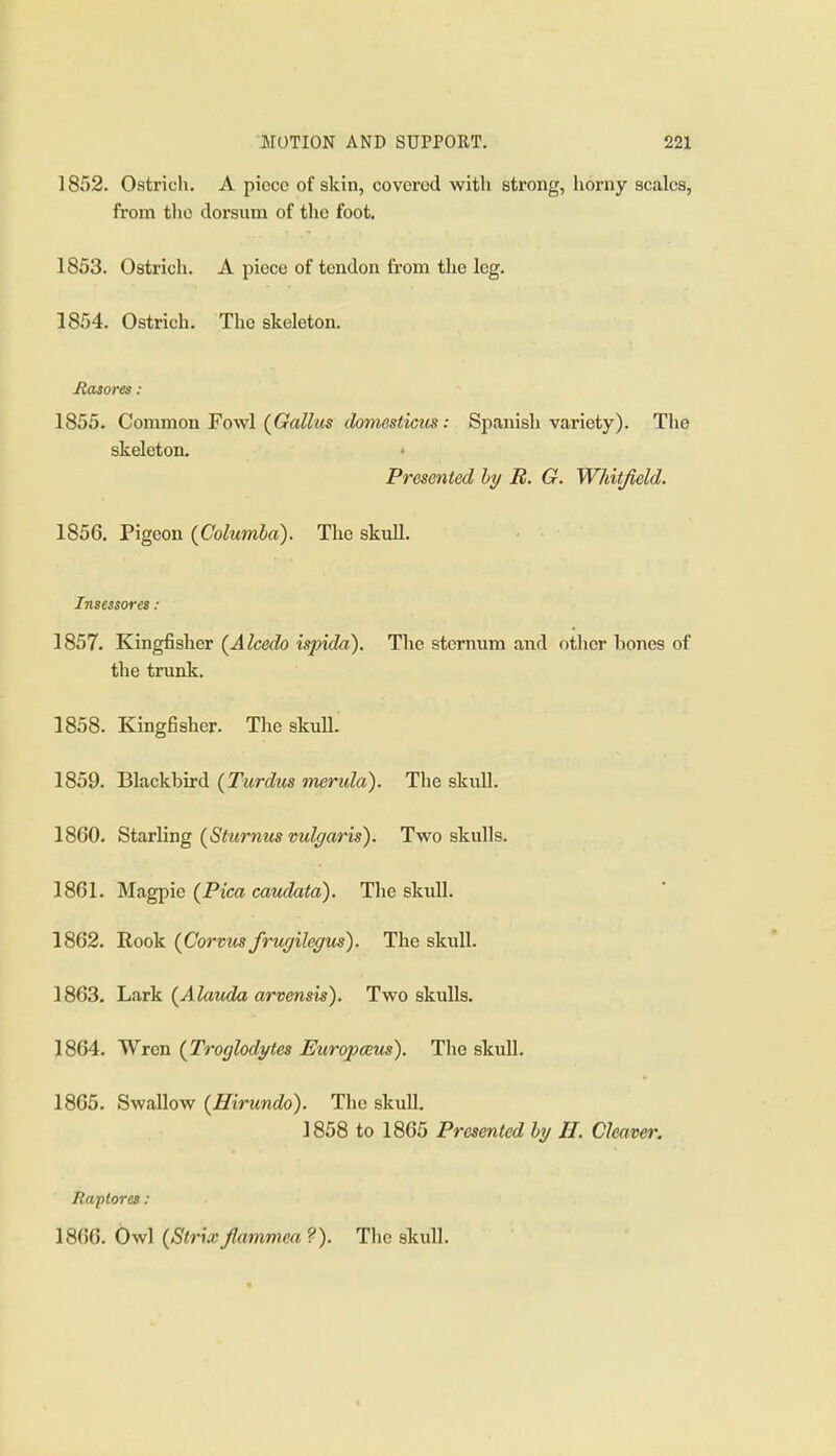 1852. Ostricli. A piece of skin, covered with strong, horny scales, from the dorsum of the foot. 1853. Ostrich. A piece of tendon from the leg. 1854. Ostrich. The skeleton. Jtasores : 1855. Common Fowl ((ra/^MS domesticus: Spanish variety). The skeleton. Presented hy B. G. Whitfield. 1856. Pigeon (Columba). The skuU. Insessores: 1857. Kingfisher (Alcedo ispida). The sternum and otlier bones of the trunk. 1858. Kingfisher. The skull. 1859. Blackbird (Turdus merula). The skull. 1860. Starling (Sturnus vulgaris). Two skulls. 1861. Magpie {Pica caudata). The skull. 1862. Rook (Corvm frugilegus). The skull. 1863. Lark {Alauda arvensis). Two skulls. 1864. Wren (Troglodytes Europceus). Tlie skull. 1865. Swallow {Hirundo). The skull. 1858 to 1865 Presented by H. Cleaver. liaptores : 1866. Owl (Strixflammca ?). The skull.