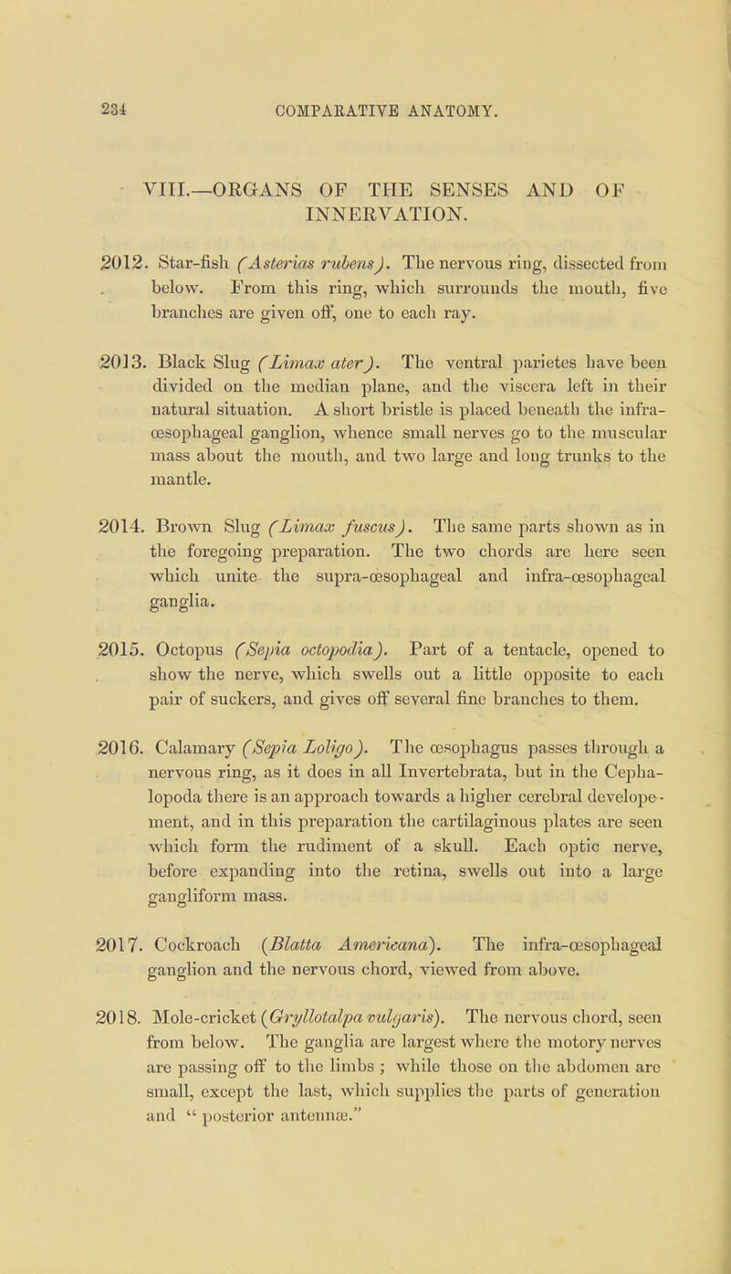 VIII.—ORGANS OF THE SENSES AND OF INNERVATION. 2012. Star-fish (Asterias ruhens). The nervous ring, dissected from below. From this ring, which surrounds the mouth, five branches are given off, one to each ray. 2013. Black Slug ('Ztma^ aferJ. The ventral pai'ietes have been divided on the median plane, and the viscera left in their natural situation. A short bristle is placed beneath the infra- cesophageal ganglion, whence small nerves go to the muscular mass about the mouth, and two large and long trimks to the mantle. 2014. Brown Slug (^Ztma.c fuscus). The same parts shown as in the foregoing preparation. The two chords are here seen which unite the supra-oesophageal and infra-cesophageal ganglia. .2015. Octopus (Sepia octopodia). Part of a tentacle, opened to show the nerve, which swells out a little opposite to each pair of suckers, and gives off several fine branches to them, 2016. CaXamaxj (Sepia Loligo). The cesoiihagus passes through a nervous ring, as it does in all Invertebrata, but in the Cepha- lopoda there is an approach towards a higher cerebral develope - ment, and in this preparation the cartilaginous plates are seen which form the rudiment of a skull. Each optic nerve, before expanding into the retina, swells out into a large gangliform mass. 2017. Cockroach {^Blatta Americana). The infra-oesopliageal ganglion and the nervous chord, viewed from above. 2018. Mole-cricket (Gri/llotalpa vulgaris). The nervous chord, seen from below. The ganglia are largest where the motory nerves are passing off to the limbs ; while those on the abdomen are small, except the last, which supj^lies the parts of generation and  posterior antenna'.