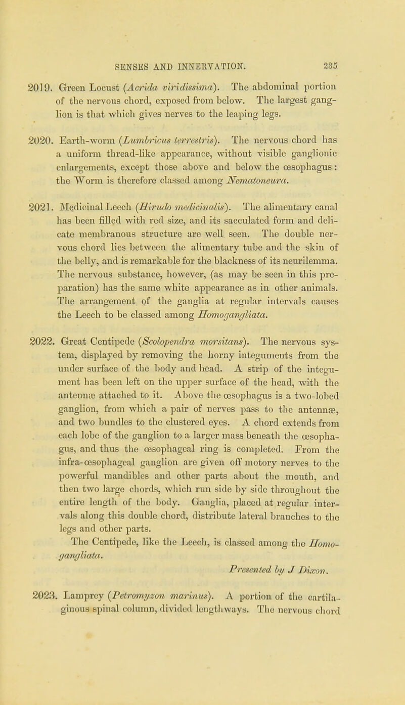 2019. Green Lorast (^It-'nV/a viridissima). The abdominal portion of the nervous chord, exposed frona below. The largest gang- lion is that which gives nerves to the leaping legs. 2020. Earth-worm [Lumhrkus terrestris). Tlie nervons chord has a uniform thread-like appearance, without visible ganglionic enlargements, except those above and below the oesophagus: the Worm is therefore classed among Nematmeura. 2021. Medicinal Leech (Hiriido medicmalis). The alimentary canal has been filled with red size, and its sacculated form and deli- cate membranous structure are well seen. The double ner- vous chord lies between tlie alimentary tube and the skin of the belly, and is remarkable for the blackness of its neurilemma. Tlie nervous substance, however, (as may be seen in this pre- paration) has the same white appearance as in other animals. The arrangement of the ganglia at regular intervals causes the Leech to be classed among Homogangliata. 2022. Great Centipede {Scolopendra morsitans). The nervous sys- tem, displayed by removing the horny integuments from the under surface of the body and head. A strip of the integu- ment has been left on the upper surface of the head, with the antennEB attached to it. Above the oesophagus is a two-lobed ganglion, from which a pair of nerves pass to the antennas, and two bundles to the clustered eyes. A chord extends from each lobe of the ganglion to a larger mass beneath tlie oesoplia- gus, and thus the oesophageal ring is completed. From the infra-oesophageal ganglion are given off motory nerves to the powerful mandibles and other parts about the mouth, and then two large chords, which run side by side throughout the entire length of the body. Ganglia, placed at regular inter- vals along this double chord, distribute lateral branches to tlie legs and other parts. The Centipede, like the Leech, is classed among the Homo- gangliata. Presented hy J IM^on. 2023. Lamprey {Petromyzon marmus). A portion of the cartila- ginous spinal column, divided lengthways. The nervous chord