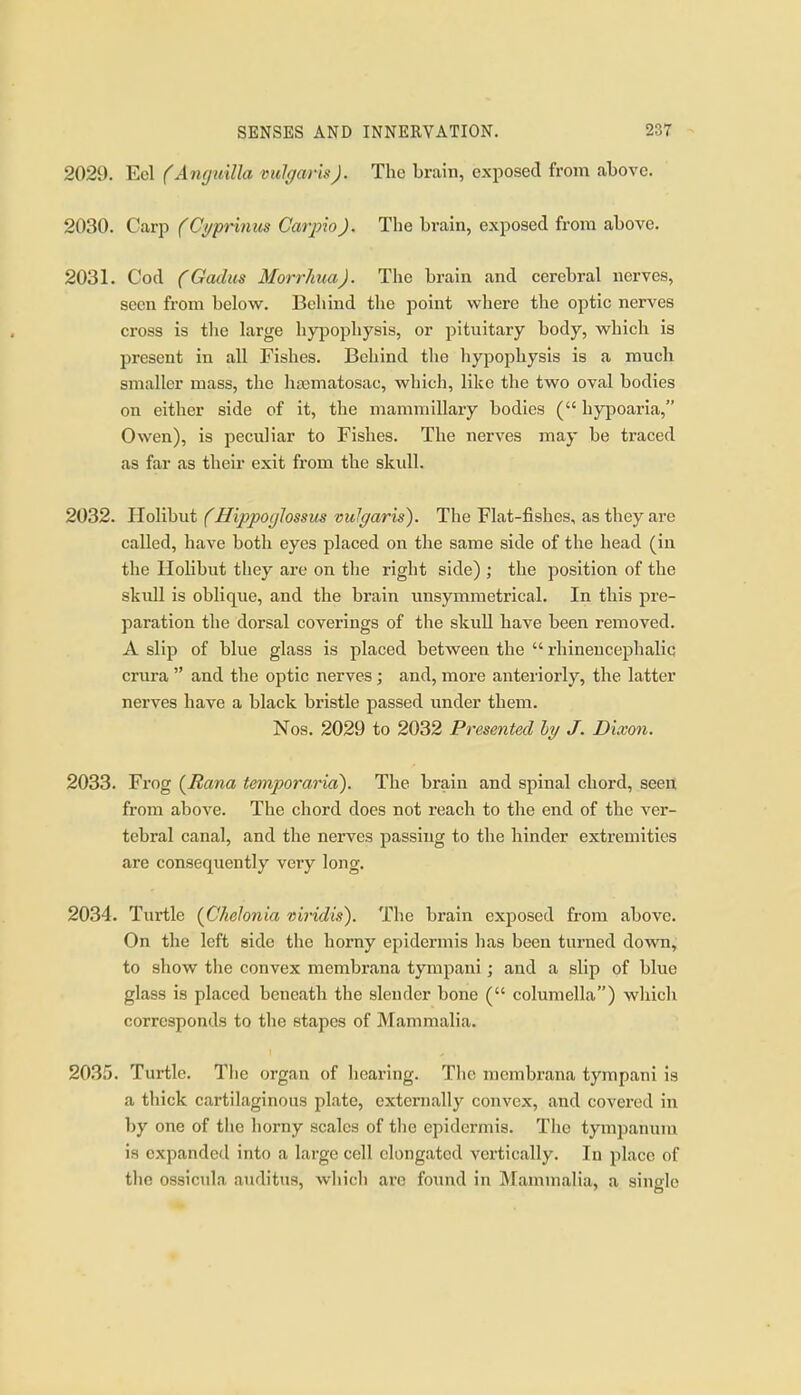 2029. Eel (AiKjuilla vulgaris). The brain, exposed from above. 2030. Carp (Cyprinus Carjno). The brain, exposed from above. 2031. Cod (Gadus Morrhua). The brain and cerebral nerves, seen from below. Behind the point where the optic nerves cross is the large hypophysis, or pituitary body, which is present in all Fishes. Behind the hypophysis is a much smaller mass, the hacmatosac, which, like the two oval bodies on either side of it, the mammillary bodies ( hypoaria, Owen), is peculiar to Fishes. The nerves may be traced as far as their exit from the skull. 2032. Holibut (Hippoglossus vulgaris). The Flat-fishes, as they are called, have both eyes placed on the same side of the head (in the Holibut they are on the right side) ; the position of the skull is oblique, and the brain unsymmetrical. In this pre- paration the dorsal coverings of the skuU have been removed. A slip of blue glass is placed between the  rhineucephaliq crura  and the optic nerves ; and, more anteriorly, the latter nerves have a black bristle passed under them. Nos. 2029 to 2032 Presented ly J. Dixon. 2033. Frog {Rana temporaria). The brain and spinal chord, seen from above. The chord does not reach to the end of the ver- tebral canal, and the nerves passing to the hinder extremities are consequently very long. 2034. Turtle {Chelonia vii-idis). The brain exposed from above. On the left side the horny epidermis lias been turned down, to show the convex membrana tympani; and a slip of blue glass is placed beneath the slender bone ( columella) wliicli corresponds to tlie stapes of Mammalia. 2035. Turtle. The organ of hearing. The membrana tympani is a thick cartilaginous plate, externally convex, and covered in by one of the liorny scales of tlie epidermis. The tyni2ianum is expanded into a large cell elongated vertically. In place of the ossicula auditus, wliicli are found in Mammalia, a single