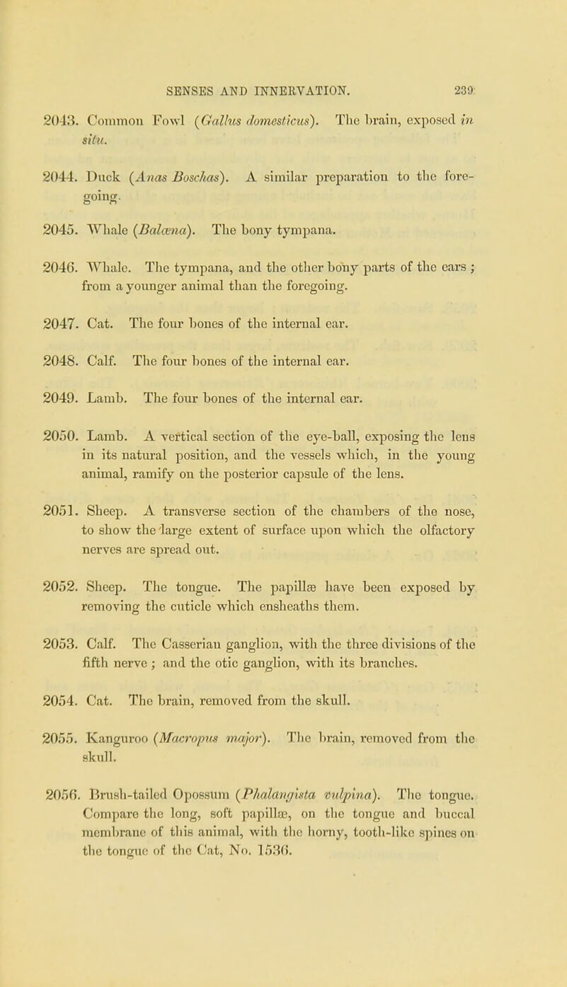 2043. Common Fowl (Callus domesticus). The brain, exposed in silu. 2044. Duck (Anas Boschas). A similar preparation to the fore- going. 2045. Whale (Balcena). The bony tympana. 2046. Whale. The tympana, and the other bony parts of the ears ; from a younger animal than the foregoing. 2047. Cat. The four bones of the internal ear. 2048. Calf. The four bones of the internal ear. 2049. Lamb. The four bones of the internal ear. 2050. Lamb. A yertical section of the eye-ball, exposing tlic lens in its natural position, and the vessels which, in the young animal, ramify on the posterior capsule of the lens. 205L Sheep. A transverse section of the chambers of the nose, to show the large extent of svirface upon which the olfactory nerves are spread out. 2052. Sheep. The tongue. The papillee have been exposed by removing the cuticle which ensheaths them. 2053. Calf. The Casseriau ganglion, with tlie three divisions of the fifth nerve; and the otic ganglion, with its branches. 2054. Cat. The brain, removed from the skull. 2055. Kanguroo (Macropus major). The brain, removed from the skull. 2056. Brush-tailed Opossum (P/ialanffiMa 'mlpina). The tongue. Compare tlie long, soft papillae, on tlic tongue and buccal membrane of this animal, with tlic horny, tooth-like spines on the tongiic of the Cat, No. 15.36.