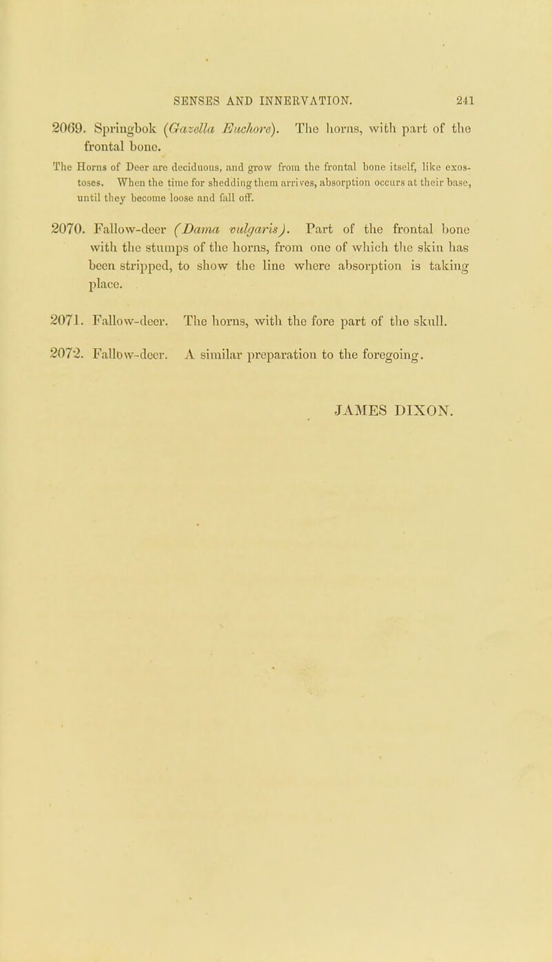 2069. Sioringbok [Gazella Eachore). The horns, with part of the frontal bone. The Horns of Deer are decicluoiia, and grow from the frontal bone itself, like exos- toses. When the time for shedding them arrives, absorption occurs at their base, until they become loose and fall olf. 2070. Fallow-deer (Dama vulgaris). Part of the frontal bone with the stumps of the horns, from one of which the skin has been stripped, to show the line where absorption is taking place. 2071. Fallow-deer. The horns, with the fore part of the sknll. 2072. Fallow-deer. A similar preparation to the foregoing. JAMES DIXON.
