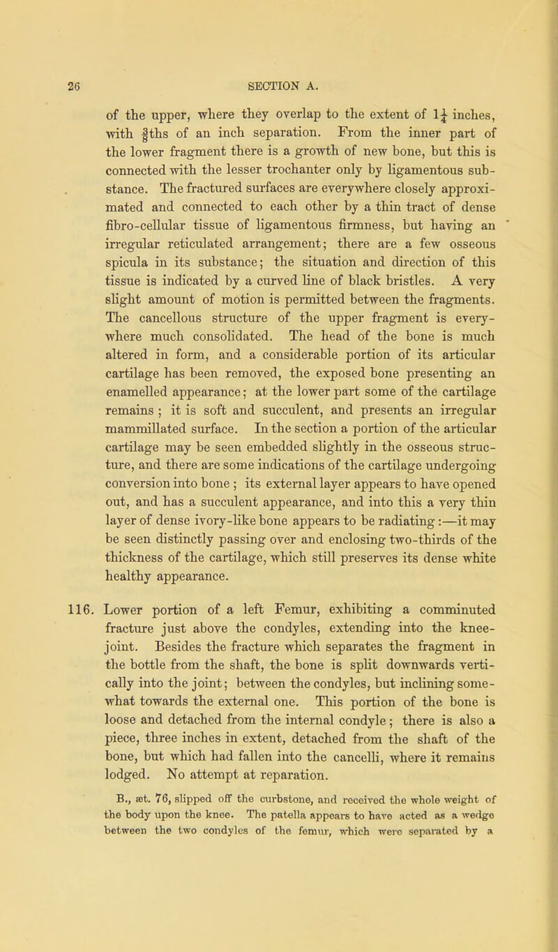 of the upper, where they overlap to the extent of 1^ inches, with |ths of an inch separation. From the inner part of the lower fragment there is a growth of new bone, but this is connected with the lesser trochanter only by ligamentous sub- stance. The fractured surfaces are everywhere closely approxi- mated and connected to each other by a thin tract of dense fibro-cellular tissue of ligamentous firmness, but having an irregular reticulated arrangement; there are a few osseous spicula in its substance; the situation and direction of this tissue is indicated by a curved line of black bristles. A very slight amount of motion is permitted between the fragments. The cancellous structure of the upper fragment is every- where much consoHdated. The head of the bone is much altered in form, and a considerable portion of its articular cartilage has been removed, the exposed bone presenting an enamelled appearance; at the lower part some of the cartilage remains ; it is soft and succulent, and presents an irregular mammillated surface. In the section a portion of the articular cartilage may be seen embedded sHghtly in the osseous struc- ture, and there are some indications of the cartilage undergoing conversion into bone ; its external layer appears to have opened out, and has a succulent appearance, and into this a very thin layer of dense ivory-like bone appears to be radiating:—it may be seen distinctly passing over and enclosing two-thirds of the thickness of the cartilage, which still preserves its dense white healthy appearance. 116. Lower portion of a left Femur, exhibiting a comminuted fracture just above the condyles, extending into the knee- joint. Besides the fi-acture which separates the fragment in the bottle from the shaft, the bone is split downwards verti- cally into the joint; between the condyles, but inclining some- what towards the external one. This portion of the bone is loose and detached from the internal condyle ; there is also a piece, three inches in extent, detached from the shaft of the bone, but which had fallen into the cancelli, where it remains lodged. No attempt at reparation. B., set. 76, slipped ofiF the curbstone, and received the whole weight of the body upon the knee. The patella appeai-s to have acted as a -wedge between the two condyles of the feniav, which were sepai-ated by a