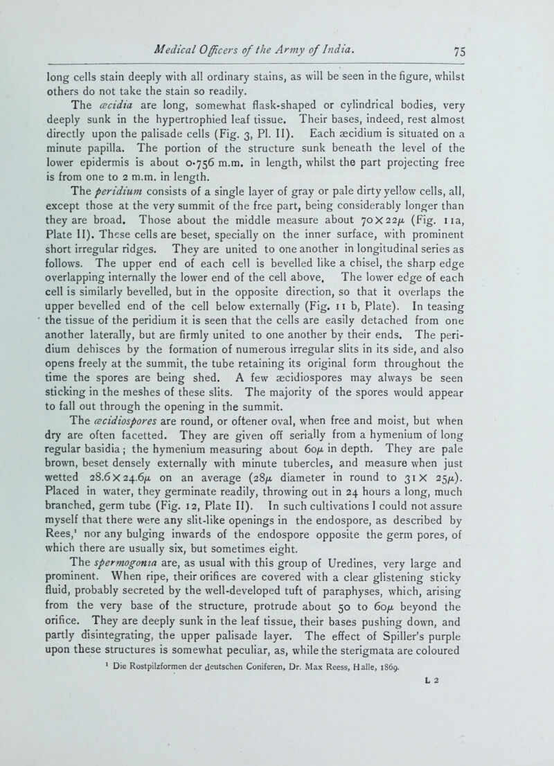 long cells stain deeply with all ordinary stains, as will be seen in the figure, whilst others do not take the stain so readily. The cBcidia are long, somewhat flask-shaped or cylindrical bodies, very deeply sunk in the hypertrophied leaf tissue. Their bases, indeed, rest almost directly upon the palisade cells (Fig. 3, PI. II). Each aecidium is situated on a minute papilla. The portion of the structure sunk beneath the level of the lower epidermis is about 0*756 m.m. in length, whilst the part projecting free is from one to 2 m.m. in length. The peridium consists of a single layer of gray or pale dirty yellow cells, all, except those at the very summit of the free part, being considerably longer than they are broad. Those about the middle measure about 70X22//, (Fig. iia, Plate II). These cells are beset, specially on the inner surface, with prominent short irregular ridges. They are united to one another in longitudinal series as follows. The upper end of each cell is bevelled like a chisel, the sharp edge overlapping internally the lower end of the cell above. The lower edge of each cell is similarly bevelled, but in the opposite direction, so that it overlaps the upper bevelled end of the cell below externally (Fig. 11 b, Plate). In teasing the tissue of the peridium it is seen that the cells are easily detached from one another laterally, but are firmly united to one another by their ends. The peri- dium dehisces by the formation of numerous irregular slits in its side, and also opens freely at the summit, the tube retaining its original form throughout the time the spores are being shed. A few aecidiospores may always be seen sticking in the meshes of these slits. The majority of the spores would appear to fall out through the opening in the summit. The cscidiospores are round, or oftener oval, when free and moist, but when dry are often facetted. They are given off serially from a hymenium of long regular basidia ; the hymenium measuring about 6o)u, in depth. They are pale brown, beset densely externally with minute tubercles, and measure when just wetted 28.6X24.6/U, on an average (28)U, diameter in round to 31X 25/^). Placed in water, they germinate readily, throwing out in 24 hours a long, much branched, germ tube (Fig. 12, Plate II). In such cultivations I could not assure myself that there were any slit-like openings in the endospore, as described by Rees,' nor any bulging inwards of the endospore opposite the germ pores, of which there are usually six, but sometimes eight. The spermogonia are, as usual with this group of Uredines, very large and prominent. When ripe, their orifices are covered with a clear glistening sticky fluid, probably secreted by the well-developed tuft of paraphyses, which, arising from the very base of the structure, protrude about 50 to 6o/x beyond the orifice. They are deeply sunk in the leaf tissue, their bases pushing down, and partly disintegrating, the upper palisade layer. The effect of Spiller's purple upon these structures is somewhat pecuHar, as, while the sterigmata are coloured ^ Die Rostpilzformen der deutschen Coniferen, Dr. Max Reess, Halle, 1869. L 2