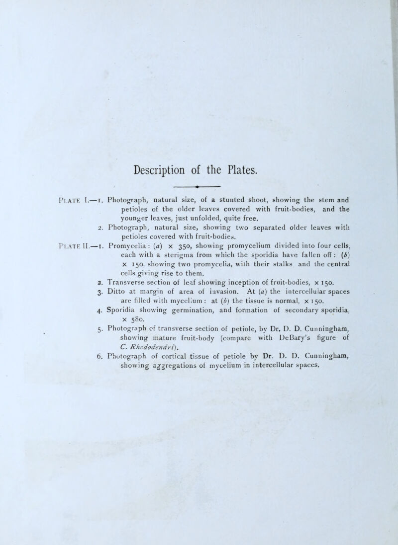 Description of the Plates. Plate I.— i. Photograph, natural size, of a stunted shoot, showing the stem and petioles of the older leaves covered with fruit-bodies, and the younger leaves, just unfolded, quite free, 2. Photograph, natural size, showing two separated older leaves with petioles covered with fruit-bodies. Plate II.—l. Promycelia : (a) x 350, showing promycelium divided into four cells, each with a sterigma from which the sporidia have fallen off: {6) X 150. showing two promycelia, with their stalks and the central ceils giving rise to them. 2. Transverse section of leaf showing inception of fruit-bodies, x 150. 3. Ditto at margin of area of invasion. At {a) the intercellular spaces are filled with mycelium : at (d) the tissue is normal, x 150. 4. Sporidia showing germination, and formation of secondary sporidia, X 580. 5. Photograph cf transverse section of petiole, by Dr. D. D. Cunningham, showing mature fruit-body (compare with DeBary's figure of C. Rhcdodendri). 6. Photograph of cortical tissue of petiole by Dr. D. D. Cunningham, showing aggregations of mycelium in intercellular spaces.