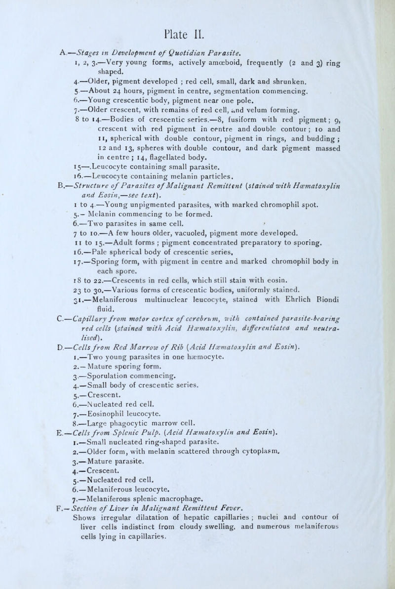 A—Stages m Development of Quotidian Parasite. i, 2, 3.—Very young forms, actively amoeboid, frequently (2 and 3) ring shaped. 4. —Older, pigment developed ; red cell, small, dark and shrunken. 5—About 24 hours, pigment in centre, segmentation commencing. 6. —Young crescentic body, pigment near one pole. 7. —Older crescent, with remains of red cell, and velum forming. 8 to 14.—Bodies of crescentic series.—8, fusiform with red pigment; 9, crescent with red pigment in centre and double contour; 10 and 11, spherical with double contour, pigment in rings, and budding ; 12 and 13, spheres with double contour, and dark pigment massed in centre ; 14, flagellated body. 15—.Leucocyte containing small parasite. 16.—Leucocyte containing melanin particles. B. —Structure of Parasites of Malignant Remittent [stained with Hoematoxylin and Eosin,—see text). I to 4.—Young unpigmented parasites, with marked chromophil spot. 5. — Melanin commencing to be formed. 6. —Two parasites in same cell. » 7 to 10.—A few hours older, vacuoled, pigment more developed. II to 15.—Adult forms ; pigment concentrated preparatory to sporing. 16. —Pale spherical body of crescentic series, 17. —Sporing form, with pigment in centre and marked chromophil body in each spore. 18 to 22.—Crescents in red cells, which still stain with eosin. 23 to 30.—Various forms of crescentic bodies, uniformly stained. 31.— Melaniferous multinuclear leucocyte, stained with Ehrlich Biondi fluid. C. —Capillary from motor cortex of cerebrum, with contained parasite-bearing red cells [stained with Acid Hscmatoxylin, differentiated and neutra- lised). D. —Cells from Red Marroie of Rib [Acid hlaematoxylin and Eosin). 1. —Two young parasites in one haemocyte. 2. —Mature sporing form. 3. —Sporulation commencing. 4. —Small body of crescentic series. 5. —Crescent. 6. —Nucleated red cell. 7. — Eosinophil leucocyte. 8. —Large phagocytic marrow cell. E. —Cells from Splenic Pulp. [Acid Heematoxylin and Eosin). 1. —Small nucleated ring-shaped parasite. 2. —Older form, with melanin scattered through cytoplasm. 3. — Mature parasite. 4. —Crescent. 5. —Nucleated red cell. 6. —Melaniferous leucocyte. 7. —Melaniferous splenic macrophage. F. — Section of Liver in Malignant Remittent Fever. Shows irregular dilatation of hepatic capillaries ; nuclei and contour of liver cells indistinct from cloudy swelling, and numerous melaniferous cells lying in capillaries.