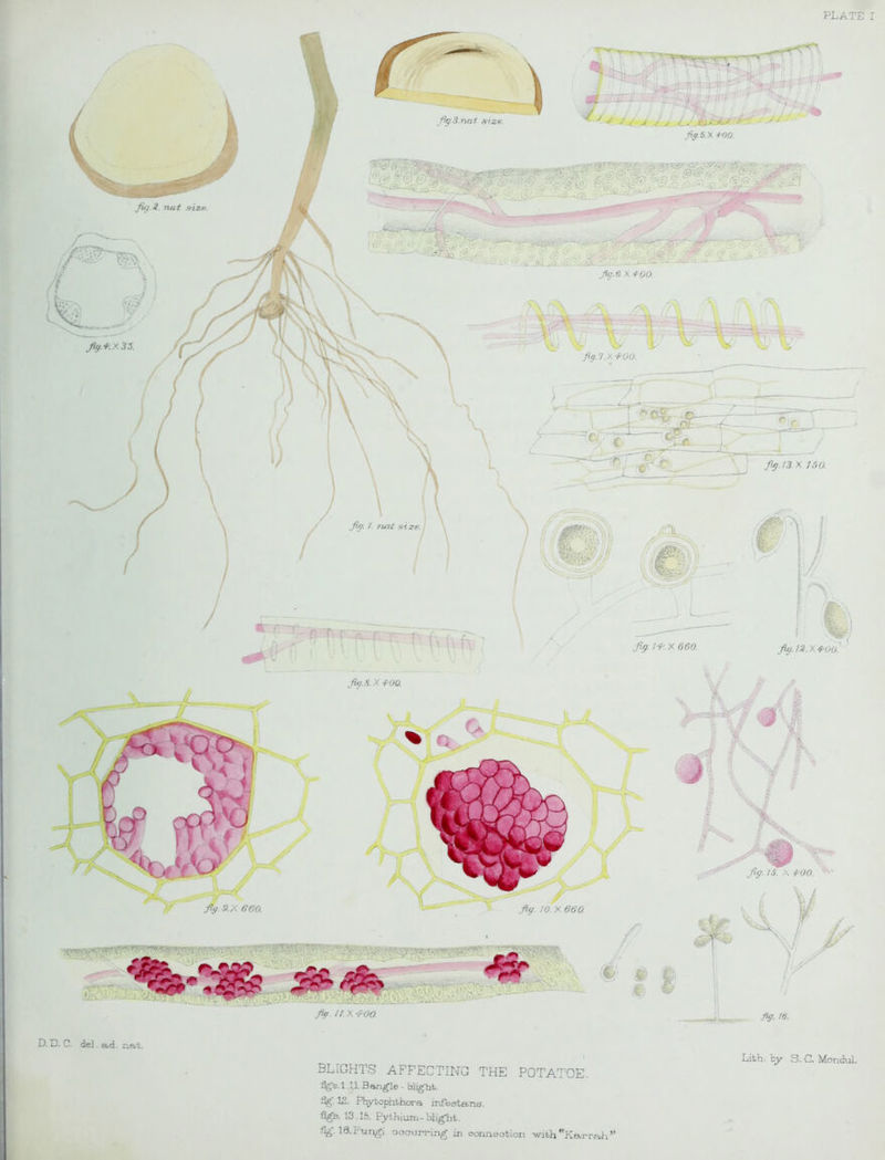 l- D. D. C. de]. ad. nat. f fig )0. X 660 1/ fig 9.X 660. fig. 8.X VOO. A ft »= > / Sr yy. /&x too. fig- to. Lith by S. C. Mondul. BLIGHTS AFFECTING THE POTATOE. fig’s. 1.1.1. Bangle - blight. fig. 12. Phytophthora infestans. ■figs. 13.15. Pythium-blight. fig. 16.Fungi ooourring in connection with Karrah”