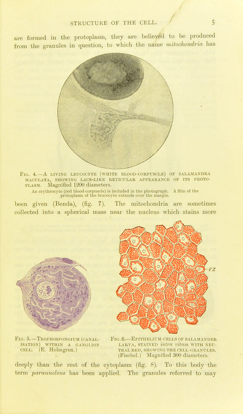 are formed in the protoplasm, they are believe'd to be produced from the granules in question, to which the name mitochondria has 4.—A LIVING LEUCOCYTE (WHITE BLOOD-CORPUSCLE) OF SALAMANDEA MACULATA, SHOWING LACE-LIKE RETICULAR APPEARANCE OF ITS PROTO- PLASM. Magnified 1200 diameters. All erythrocyte (red blood-corpuscle) is included in the photograph, k fllni of the protoplasm of the leucocyte e.vtends over the margin. been given (Benda), (fig. 7). The mitochondria are sometimes collected into a spherical mass near the nucleus which stains more Fig. 5.—Ti;(jriuj.si'()NGiuM (CANAL- Fig. 6.—Epithelium-cells of salamander ISATION) WITHIN A GANGLION LARVA, STAINED intra vitam WITH NEU- cell. (E. Holmgren.) tralred, showing the cell-granules. (Fischel.) Magnified 300 diameters. deeply than the rest of the cytoplasm (fig. 8). To this body the term paranucleus has been applied. The granules referred to may