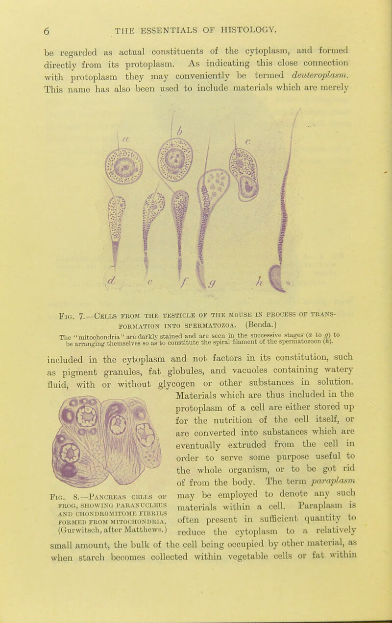 be regarded as actual constituents of the cytoplasm, and formed directly from its protoplasm. As indicating this close connection with protoplasm they may conveniently be termed deuteroplaism. This name has also been used to include materials which are merely m I .1 Fig. 7.—Cells from the testicle of the mouse in process of trans- FORMATION INTO SPERMATOZOA. (Benda.) The mitochondria are darkly stained and are seen in the successive stages (a to q) to be arranging themselves so as to constitute the spu-al filament oJ the spermatozoon (A). included in the cytoplasm and not factors in its constitution, such as pigment granules, fat globules, and vacuoles containing watery fluid, with or without glycogen or other substances in solution. Materials which are thus included in the protoplasm of a cell are either stored up for the nutrition of the cell itself, or are converted into substances which are eventually extruded from the cell in order to serve some purpose useful to the whole organism, or to be got rid of from the body. The term paraplasm may be employed to denote any such materials within a cell. Paraplasm is often present in sufficient quantity to reduce the cytoplasm to a relatively small amount, the bulk of the cell being occupied by other material, as when starch becomes collected within vegetable cells or fat within Fio. 8.—Pancreas cells of FROO, SHOWIN(i paranucleus AND CHONDROMITOME FIIIKILS FORMEi> FROM MITOCHONDRIA. (Gurwitsch, after Matthews.)