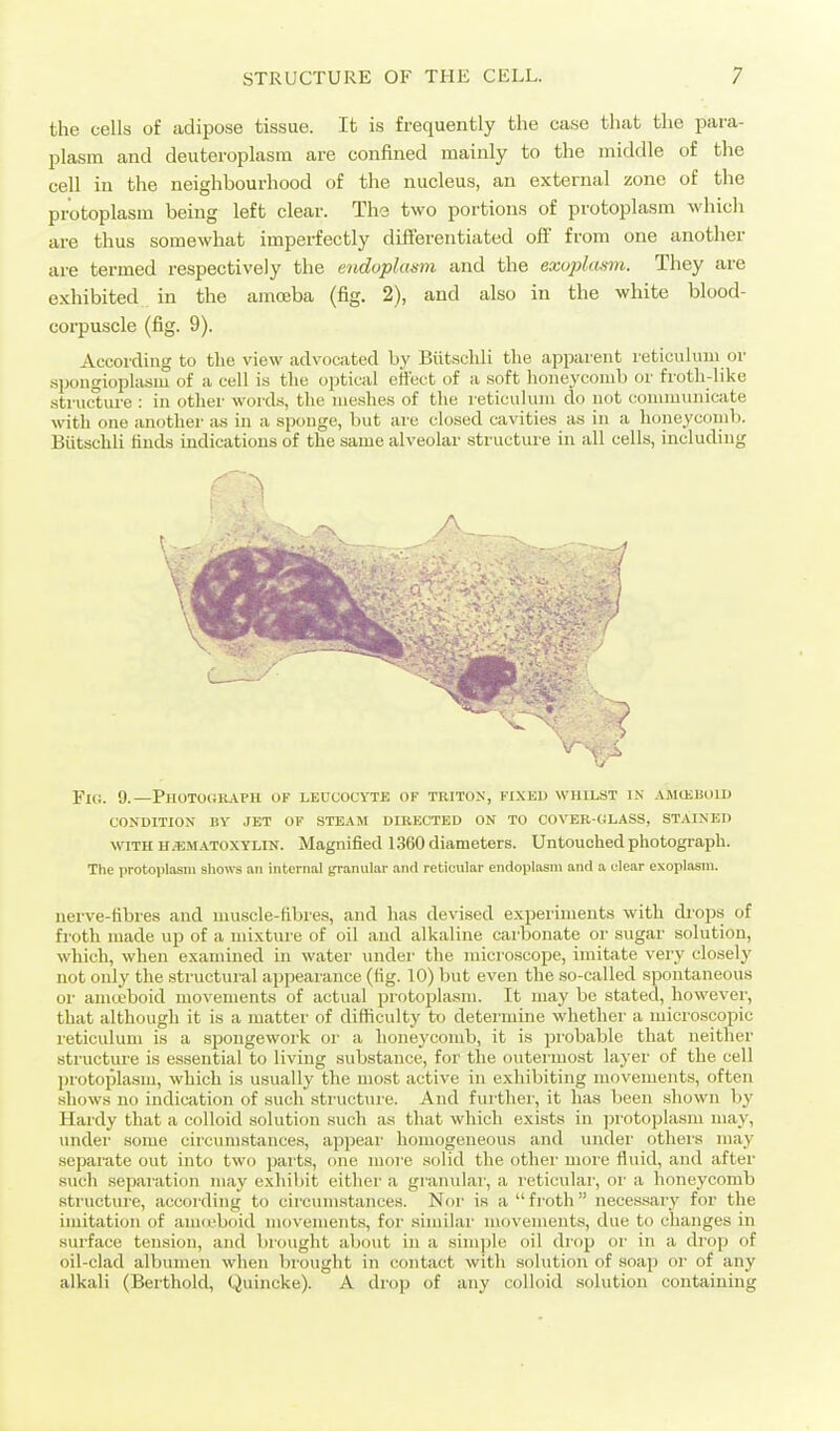 the cells of adipose tissue. It is frequently the case that the para- plasm and deuteroplasm are confined mainly to the middle of the cell in the neighbourhood of the nucleus, an external zone of the protoplasm being left clear. The two portions of protoplasm which are thus somewhat imperfectly differentiated off from one another are termed respectively the endoplasvi and the exuplasm. They are exhibited in the amcfiba (fig. 2), and also in the white blood- corpuscle (fig. 9). According to the view advocated by Biitschli the apparent reticulum or spongiopliism of a cell is the optical effect of a soft honeycomb or frotli-like structure : in other words, the meshes of the reticulum do not communicate with one another as in a sponge, but are closed cavities as in a lioneycoinb. Butsclili finds indications of the same alveolar sti-ucture in all cells, including Fig. 9.—Photogkaph of leucocyte of triton, fixed whilst in amuiuoid condition by jet of steam directed on to cover-glass, stained WTH HEMATOXYLIN. Magnified 1360 diameters. Untouched photograph. The protoplasm shows an internal granular and reticular endoplasni and a clear exoplasm. nerve-fibres and muscle-fibres, and has devised experiments with cb'ops of froth made up of a mixture of oil and alkaline carbonate or sugar solution, which, when examined in water undei' the microscope, imitate very closely not only the structural appeaiance (fig. 10) but even the so-called spontaneous or amceboid mo\'enients of actual protoplasm. It may be stated, however, that although it is a matter of difficulty trj deteiiuine whether a microscopic reticulum is a sjjongewoi'k or a honeycomb, it is probable that neither structure is essential to living substance, for the outei-most layei' of the cell protoplasm, which is usually the most active in exhibiting movements, often .shows no indication of such sti'ucture. And further, it has been shown by Hardy that a colloid solution such as that which exists in ]Drotoplasm may, under some circumstances, appear homogeneous and under others may .separate out into two parts, one more solid the other more fluid, and after such separation may exhibit either a granular, a I'eticular, or a honeycomb structure, accoiding to circumstances. Nor is a froth nece.ssary for the imitation of am<i.'boid movements, for similar movements, due to changes in surface tension, and brought about in a simple oil drop or in a drop of oil-clad albumen when brought in contact with solution of soa]) or of any alkali (Berthold, Quincke). A drop of any colloid solution containing