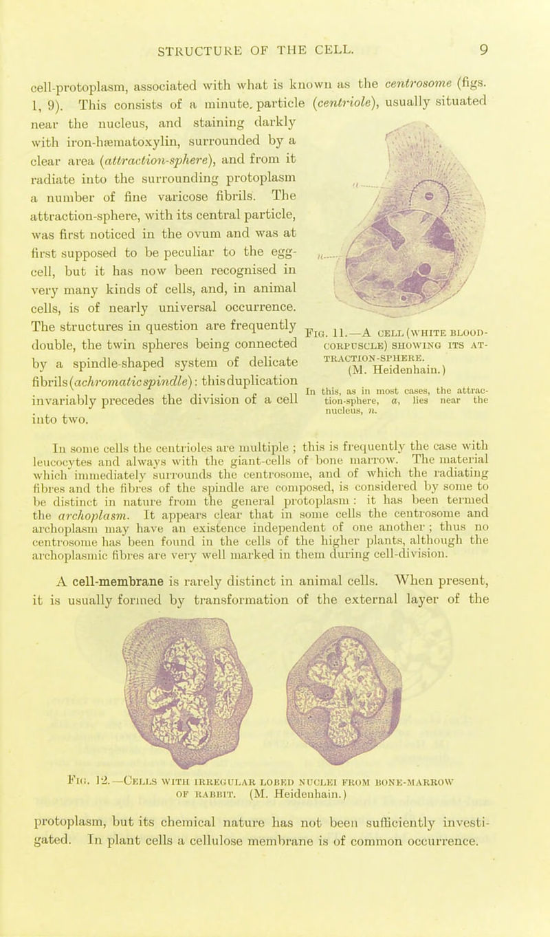 cell-protoplasm, associated with what is known as the centrosome (figs. 1, 9). This consists of a minute, particle (centriole), usually situated near the nucleus, and staining darkly with iron-hssmatoxylin, surrounded by a . clear area {attraction-sphere), and from it radiate into the surrounding protoplasm a number of fine varicose fibrils. The attraction-sphere, with its central particle, was first noticed in the ovum and was at first supposed to be peculiar to the egg- cell, but it has now been recognised in very many kinds of cells, and, in animal cells, is of nearly universal occurrence. The structures in question are frequently double, the twin spheres being connected by a spindle-shaped system of delicate fi\ivi\s{achromatic spindle): this duplication invariably precedes the division of a cell into two. Fig. 11.—A cell (white blood- cohpuscle) showing its at- traction-sphere. (M. Heidenhain.) In this, ivs in most cases, tion-sphere, a, lies nucleus, n. the attrac- near the lu some cells the centrioles are multiple ; this is frequently the case with leucocytes and always with the giant-cells of bono marrow. The luaterial which immediately sui-iounds the centrosome, and of which the radiating fibres and the fibres of the spindle are composed, is considered by some to he distinct in nature from the general protoplasm : it has been termed the archoplasm. It appears clear that in some cells the centrosome and archoplasni may have an existence independent of one another ; thus no centrosome has been found in the cells of the higher plants, although the archoplasmic fibres are very well marked in them during cell-division. A cell-membrane is rarely distinct in animal cells. When present, it is usually formed by transformation of the external layer of the Fic. 1-2. -CkLLS with IRRECiULAR LOBKI) NUCLEI FROM BONE-MARROW OF KABHiT. (M. Heidenhain.) protoplasm, but its chemical nature has not been sufficiently investi- gated. In plant cells a cellulose membrane is of common occurrence.