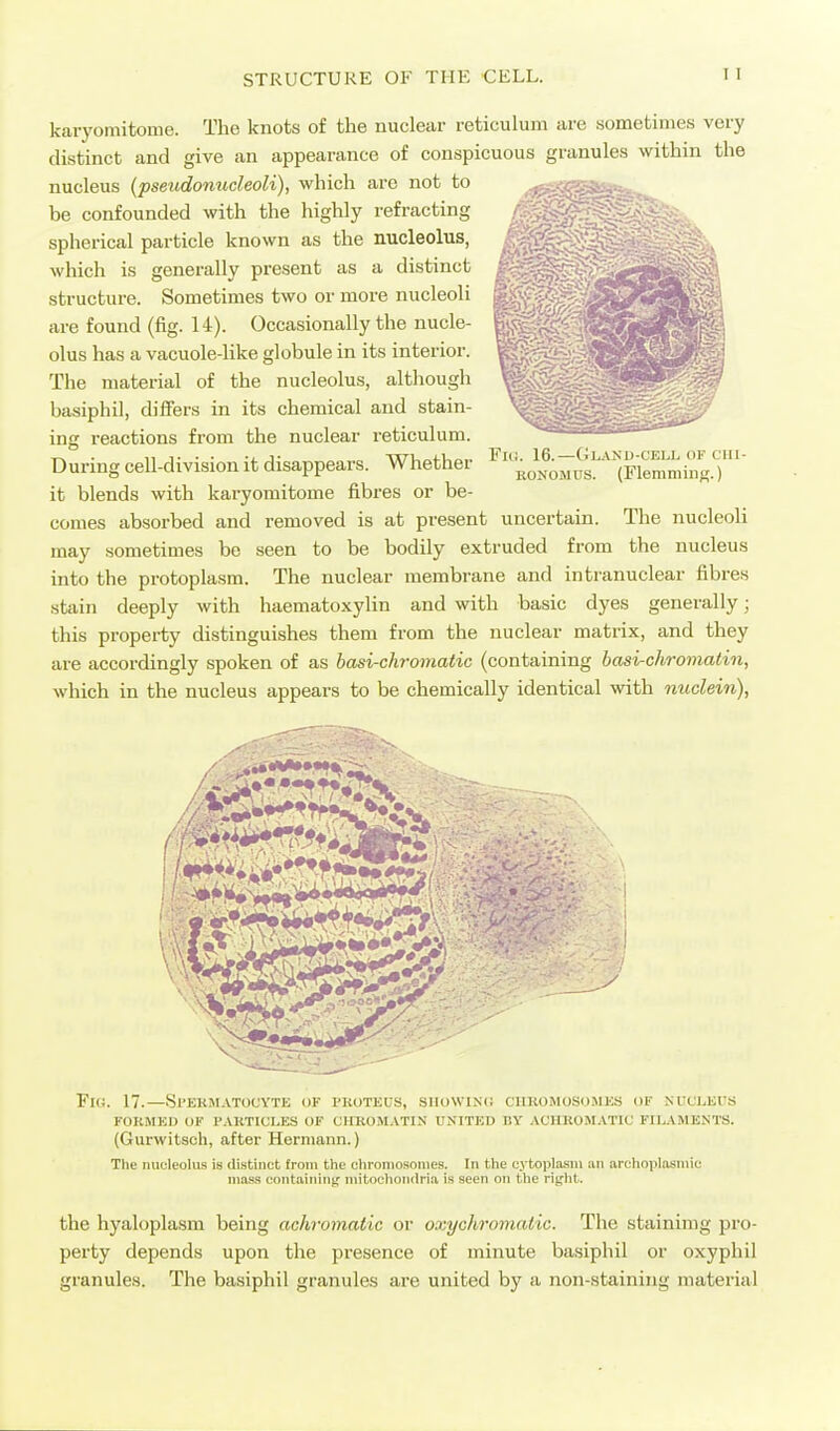 karyomitome. The knots of the nuclear reticulum are .sometimes very distinct and give an appearance of conspicuous granules within the nucleus (pseudonucleoli), which are not to be confounded with the highly refracting /-vyc-?^; spherical particle known as the nucleolus, ' which is generally present as a distinct structure. Sometimes two or more nucleoli '^p^?;^ are found (fig. 14). Occasionally the nucle- | olus has a vacuole-like globule in its interior. ^ The material of the nucleolus, although basiphil, differs in its chemical and stain- ing reactions from the nuclear reticulum. ——— „ . 11 J- • • -4. J- .„ wi,„(-Uq.. Fki. 16.—Gi^vND-CELL, of cui- Duringcell-division It disappears. Whethei j,„^,omus. (Flemming.) it blends with karyomitome fibres or be- comes absorbed and removed is at present uncertain. The nucleoli may sometimes be seen to be bodily extruded from the nucleus into the protoplasm. The nuclear membrane and intranuclear fibres stain deeply with haematoxylin and with basic dyes generally; this property distinguishes them from the nuclear matrix, and they are accordingly spoken of as basi-chromatic (containing basi-chromatin, which in the nucleus appears to be chemically identical with nuclein), Fk;. 17.—8l'KUMAT0CYTK OF PKOTEUS, SHOWINCi CUHOMUSOMES OF NUChliUS KOKMKI) Ol' I'AKTICLES OF CHROMATIN UNITED BY AUllKOMATIC FILAMENTS. (Gurwitsch, after Hermann.) The nuoleolus is distinct from the chromosomes. In the cytoplasm an archoplasmic mass coiitaiiiiiiji^ mitochoiidria is seen on the rij^lit. the hyaloplasm being achromatic or oxychro7natiG. The stainimg pro- pei'ty depends upon the presence of minute basiphil or oxyphil granules. The basiphil granules are united by a non-staining material