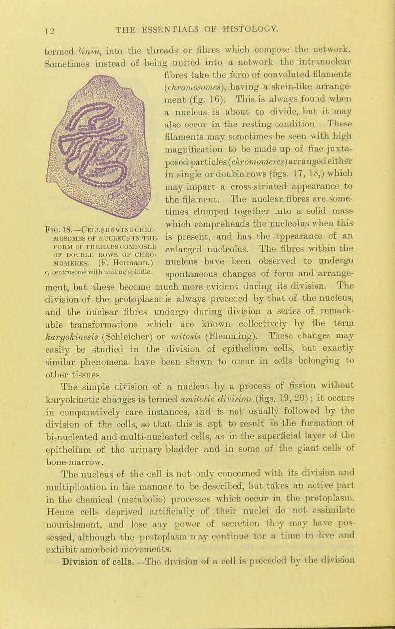 Fig. 18.—Cellsuowinucheo- mosomes of nucleus in the form of threads composed of double rows of chro- MOMERES. (F. Hermann.) c, cenfcrosoiue with unitinjf spindle. termed linin, into the tlireads or fibres wliich compose the iietwoi-k. Sometimes instead of being united into a network the intranucleai- fibres take the form of convoluted filaments (chromosomes), having a skein-like ai-range- ment (fig. 16). This is always found when a nucleus is iabout to divide, but it may also occur in the resting condition. These filaments may sometimes be seen with higli magnification to be made up of fine juxta- posed particles (chromomeres) arranged either in single or double rows (figs. 17, 18,) which may impart a cross-striated appearance to the filament. The nuclear fibres are some- times clumped together into a solid mass which comprehends the nucleolus when this is present, and has the appearance of an enlarged nucleolus. The fibres within the nucleus have been observed to undergo spontaneous changes of form and arrange- ment, but these become much more evident during its division. The division of the protoplasm is always preceded by that of the nucleus, and the nuclear fibres undergo during di%asion a series of remark- able transformations which are known collectively by the term karyokinesis (Schleicher) or mitosis (Flemming). These changes may easily be studied in the division of epithelium cells, but exactly similar phenomena have been shown to occur in cells belonging to other tissues. The simple division of a nucleus by a process of fission without karyokinetic changes is termed amitotic division (figs. 19, 20); it occurs in comparatively rare instances, and is not usually followed by the division of the cells, so that this is apt to result in the formation of bi-nucleated and multi-nucleated cells, as in the superficial layer of the epithelium of the urinary bladder and in some of the giant cells of bone-marrow. The nucleus of the cell is not only concerned with its division and jnultiplication in the manner to be described, but takes an active part in the chemical (metabolic) processes which occur in the protoplasm. Hence cells deprived artificially of their nuclei do not assimilate nourishment, and lose any power of secretion they may have pos- sessed, although the protoplasm may continue for a time to live and exhibit amoeboid movements. Division of cells. —The division of a cell is preceded by tiie division