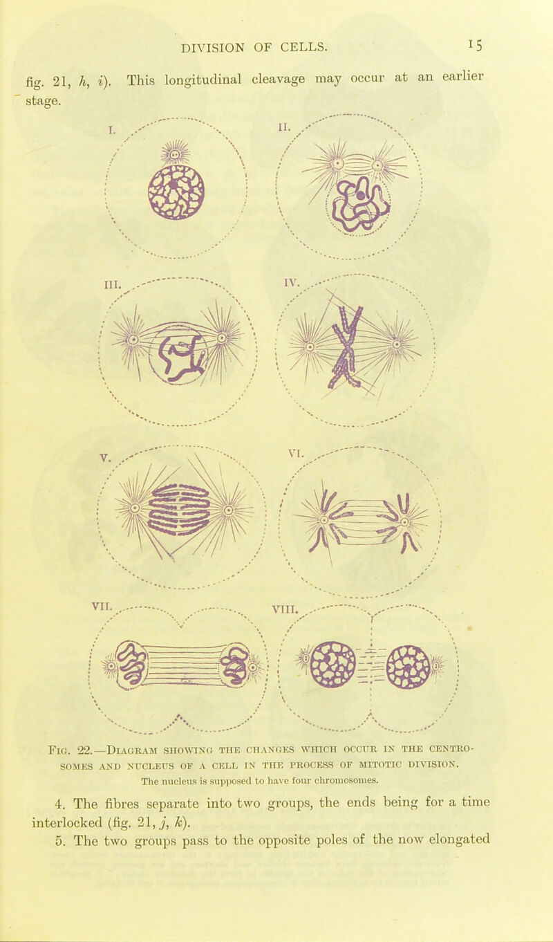 fig. 21, h, i). This longitudinal cleavage may occur at an earlier stage. Fio. 22.—Diagram siiowiso the chanoks which occitr is the centro- SOMES AND NlTCl.EUS OF A CELL IN THE PROCESS OF MITOTIC DIVISION. Tlie nucleus is suiiposcd to li.ave four chrouiosouies. 4. The fibres separate into two groups, the ends being for a time interlocked (fig. 21, k).