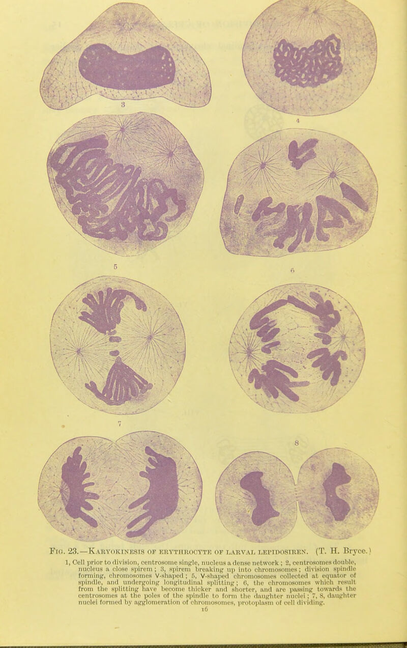 Fici. 23.—Karyokinesis of erythrocytk of larvai. lepidostren. (T. H. Bryce.) 1, Cell prior to rlivision, centrosonie single, nucleus a dense network ; 2, centrosomcs do\il)lp, nucleus a close s|iirein ; it, siiiroin lireakin^; n]> into chromosomes ; ilivision siiindli' fonnin(f, chromosomes V-slmped ; fi, V-slmiied chromosomes collected at equator of spindle, and underffoint; loii^'itudinal spIitUntr; the chromosomes which result from the splittinj,' have heconio thicker and shorter, and are ]>assinp towards the centrosomes at the poles of the spindle to fonn the daupht-er nuclei; 7, S, dauirhter nuclei formed hy atfsrlonicration of chromosomes, protoplasm of cell dividing.