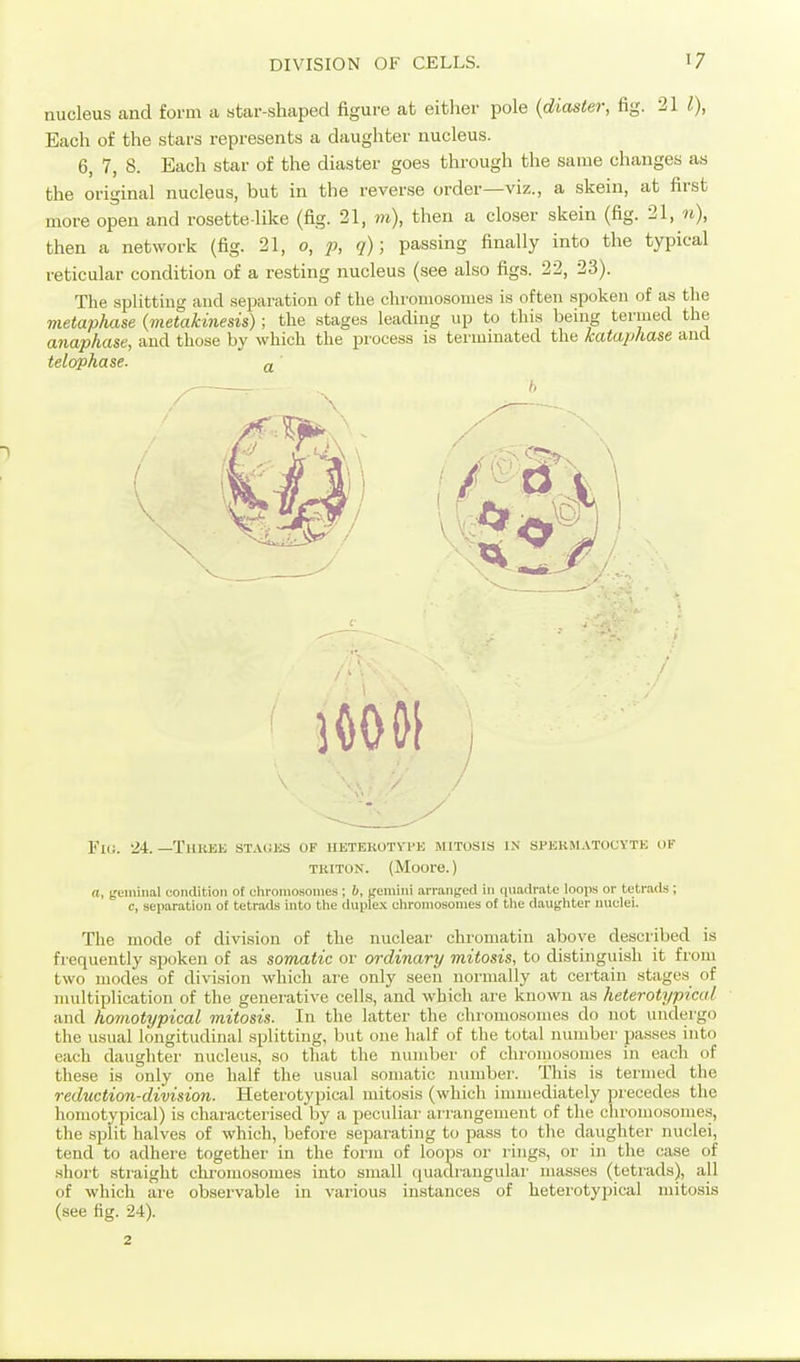 nucleus and form a star-shaped figure at eitlier pole {diaster, fig. 21 I), Each of the stars represents a daughter nucleus. 6, 7, 8. Each star of the diaster goes through the same changes as the original nucleus, but in the reverse order—viz., a skein, at first more open and rosette-like (fig. 21, m), then a closer skein (fig. 21, n), then a network (fig. 21, o, q); passing finally into the typical reticular condition of a resting nucleus (see also figs. 22, 23). The splitting and sepai'ation of the chroniosonies is often spoken of as tlie metaphase {metakinesis); the stages leading up to this being termed the anaphase, and those by which the process is termmated the kataphase and telophase. ^ 1 Flli. 24. —TUKEK STAGES OF HETEKOTVrK MITOSIS IN SPERMATOCYTE OF TKiToN. (Moore.) a, t'cmiiial condition of chromosomes; b, t'eniini arranged in quadrate loops or tetrads; c, separation of tetrads into the duplex chromosomes of the daughter nuclei. The mode of division of the nuclear chromatin above described is frequently spoken of as somatic or ordinary mitosis, to distinguish it from two modes of division which are only seen normally at certain stages of multiplication of the generative cells, and which are known as heterotypical and homotypical mitosis. In the latter the chromosomes do not undergo the usual longitudinal splitting, but one half of the total number passes into each daughter nucleus, so that the number of chromosomes in each of these is only one half the usual somatic number. This is termed the reduction-division. Heterotypical mitosis (which immediately precedes the homotypical) is characterised by a peculiar arrangement of the chromosomes, the split halves of which, before separating to pass to the daughter nuclei, tend to adhere together in the form of loops or rings, or in the case of .short straight chromosomes into small ciuadrangular masses (tetrads), all of which are observable in various instances of heterotyi^ical mitosis (see fig. 24). 2