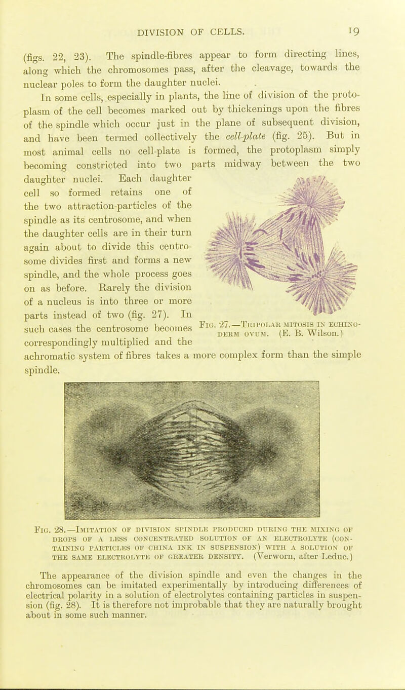 (figs. 22, 23). The spindle-fibres appear to form directing lines, along which the chromosomes pass, after the cleavage, towards the nuclear poles to form the daughter nuclei. In some cells, especially in plants, the line of division of the proto- plasm of the cell becomes marked out by thickenings upon the fibres of the spindle which occur just in the plane of subsequent division, and have been termed collectively the cell-plate (fig. 25). But in most animal cells no cell-plate is formed, the becoming constricted into two parts midway daughter nuclei. Each protoplasm simply between the two daughter cell so formed retains one of the two attraction-particles of the spindle as its centrosome, and when the daughter cells are in their turn again about to divide this centro- some divides first and forms a new spindle, and the whole process goes on as before. Rarely the division of a nucleus is into three or more parts instead of two (fig. 27). In such cases the centrosome becomes correspondingly multiplied and the achromatic system of fibres takes a more complex form than the simple spindle. Fi( •27.—TkII'OLAK MITUSIS IN ECHINO- DEKw OVUM. (E. B. Wilson.) Fig. is.—l.MITATIDN 111 DINISIiiN .Sl'IMH.I. I' ] 11 ■ I 1 1.11 KMilM: 1111, .MIXING OF DROPS OF A LESS CONCENTRATED SOLUTION OF AN ELECTROLYTE (CON- TAISINl! PARTICLES OF CHINA INK IN SUSPENSION) WITH A SOLUTION OF THE SAME ELECTROLYTE OF GREATER DENSITY. (Verwom, after Leduc.) The appearance of the division spindle and even tlie changes in the chromosomes can be imitated experimentally by introducing differences of electrical polaiity in a solution of electrolytes containing particles in suspen- sion (fig. 28). It is therefore not improbable that they are naturally brought about in some such manner.