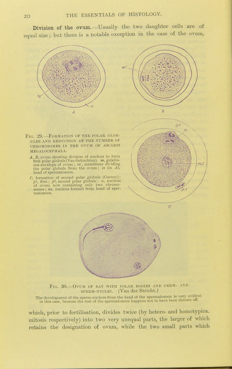 Division of the ovum.—Usually the two daughter cells are of equal size; but there is a notable exception in the case of the ovum, Fig. '29.—Formation of the polar iu.ob- ules and keduction of the number of chromosomes in the ovum of ascaris megalocephala. A, B, ovum shomng division of nucleus to form first polar globule (^'an Gehuchten). m, gelatin- ous envelope of o\-um ; m', membrane di\-idin[,' the polar globule from the ovum ; cs (in ^1), head of spermatozoon. C, formation of second polar globule (Carnoy); ffi, first; second polar globule: n, nucleus of ovum now containing only two chromo- somes ; ns, nucleus formed from head of sper- matozoon. mm I ■ns Fk;. 30.—Ovum of hat with i-oi.au dodiks and gekm- and SPEHM-NUCLEl. (Van dor Stricht.) The development of the sperm-nucleus from the head of the spermatozoon is very evident in this case, because the rest of the spermatozoon happens not to have been thrown on. which, prior to fertilisation, divides twice (bj' hetero- and hoinofcypica. mitosis respectively) into two very unequal parts, the larger of which retains the designation of ovum, while the two small parts which