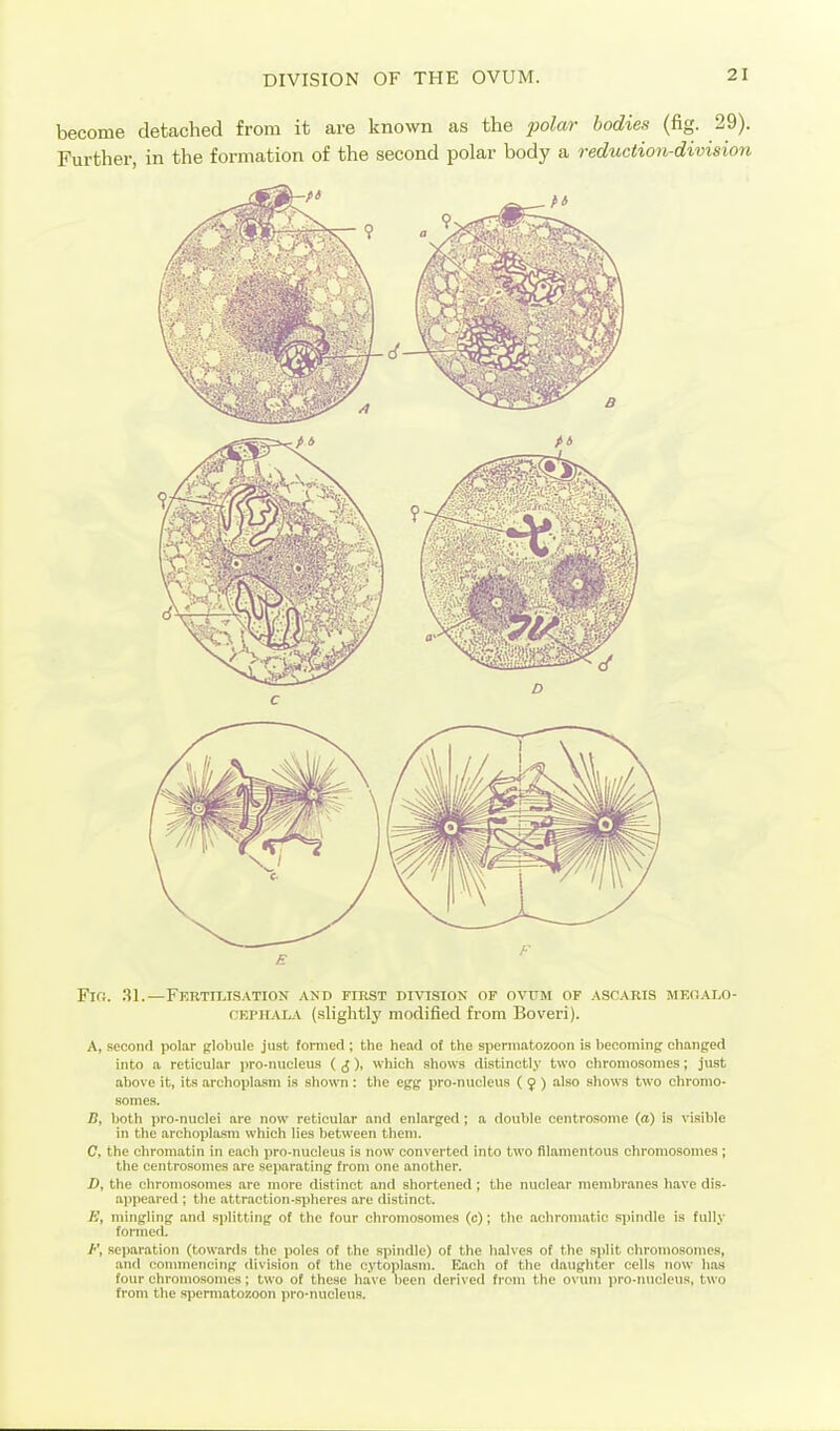 DIVISION OF THE OVUM. become detached from it are known as the yjofor bodien (fig. 29). Further, in the formation of the second polar body a reduction-division Fir;. 31.—Fkrtilisation and first division of ovum of asoaris meoam- OF.PliALA (slightly modified from Boveri). A, soconrl polar {flobule just formed ; the head of the spennatozoon is becoming changed into a reticular iiro-nucleus ((J), which shows distinctly two chromosomes; just above it, its archoplasm is shown : the egg pro-nucleus ( 9 ) also shows two chromo- somes. J5, both pro-nuclei are now reticular and enlarged ; a double centrosome {a} is visible in the archoplasm which lies between them. C, the chromatin in each pro-nucleus is now converted into two filamentous chromosomes; the centrosomes are separating from one another. D, the chromosomes are more distinct and shortened; the nuclear membranes have dis- apjieared ; the attraction-spheres are distinct. A\ mingling and splitting of the four chromosomes (c); the .achromatic spindle is fully fonned. y, separation (towards the poles of the spindle) of the halves of the split chromosomes, and commencing division of the cytoplasm. Eiich of the daughter cells now has four chromosomes; two of these have been derived from the ovum pro-nucleus, two from the spermatozoon pro-nucleus.