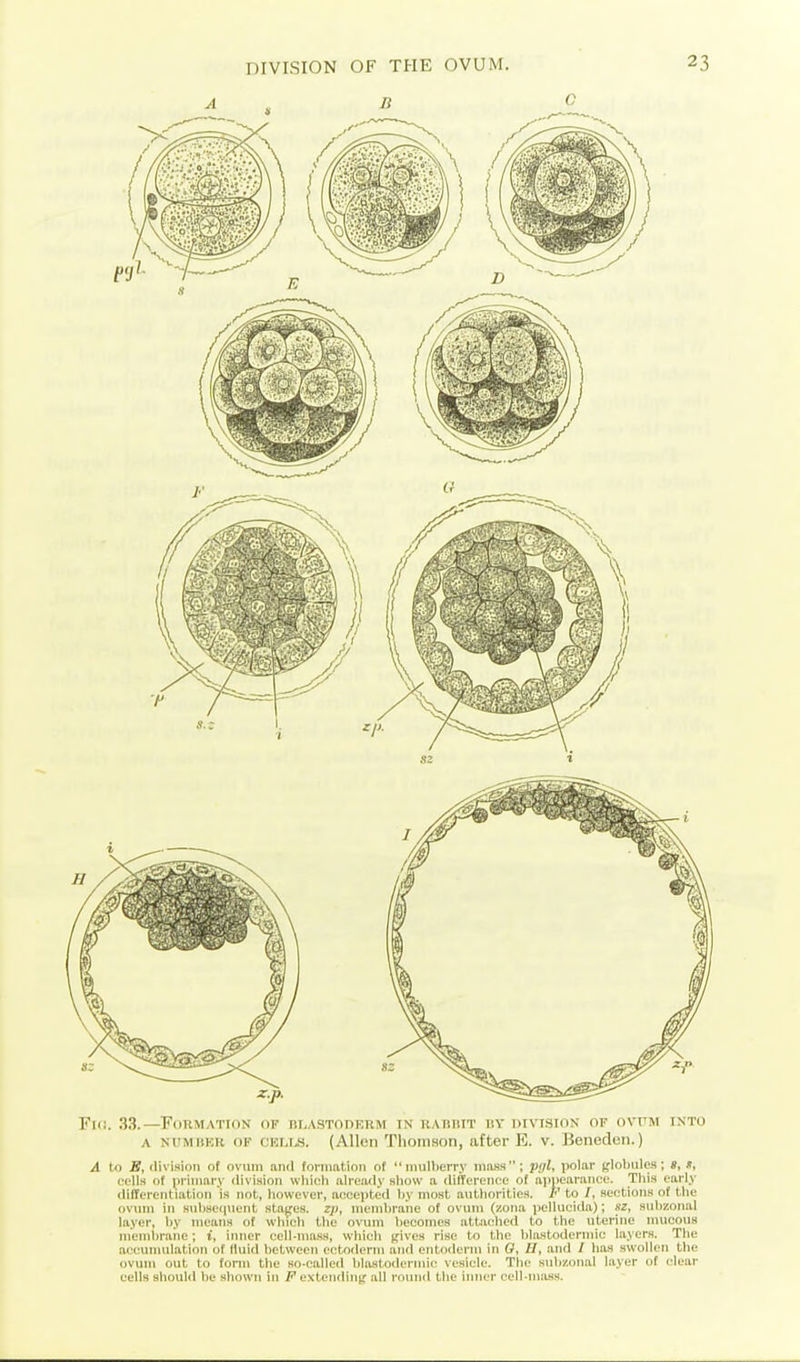 z.p. Hi. 33.—FOTIMATION OF liLASTODERM IN UAIililT liV DIVrSION OF OVUM INTO A NUMiiKR OF CKLUS. (Allon Tlioiiison, after E. v. Benedcii.) A to S, division of ovum and formation of  miill)eiT.v mass; jnil, polar glolnilcs; », «, cells of ^irimary division which already sliow a difference of apnearance. This early <li(Ierentiation is not, however, accepted hy most authorities. F to /, sections of the ovum in siihseiiuent stages. 2j), menihrane of ovum (zona pellucida); sz, suhzonal layer, hy means of which the ovum hecomes attached to the uterine nnicous menii)rane; i, inner cell-mass, which gives rise to the hlastodermic layers. The accumulation of fluid helwcen ectoderm and entoderm in 0, U, and / has swollen the ovum out to form the so-called hlastodermic vesicle. The suhzonal layer of clear cells should be shown in F extending all round the inner eell-iniuss.