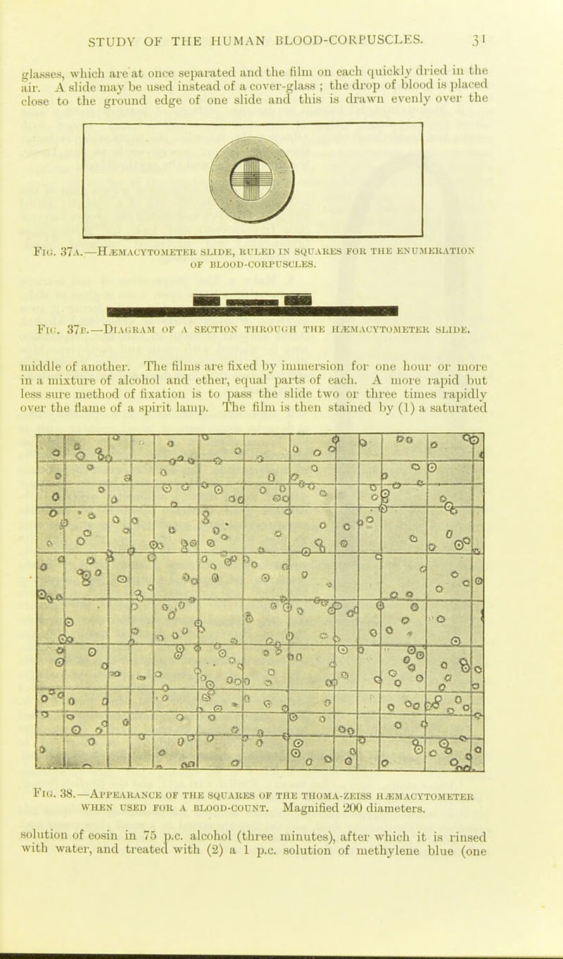 glasses, which are at once separated and the fihn on each quickly dried in the air. A slide may be used instead of a cover-glass ; the drop of blood is placed close to the ground edge of one slide and this is drawn evenly over the FlO. 37.V.—H.EM.VCVTO.METEK SLIDE, KL'LED IN SQUAKES FOK THE ENUJIERATION OF BLOOU-CORPUSCEES. Fii'. 37r.—Di.voRAM of a section throx^oh the hemacytometer slide. middle of auothci-. The films aie fixed by imniei'siou for one hour or more in a mixture of alcohol and ethei-, equal parts of each. A more rapid but less suie method of fixation is to ]jass the slide two or thi'ee times rapidly ovei' the fiame of a spii it lamp. The film is then stained by (1) a saturated 0 — 0 0 —« —0 < ;> 00 0 ^ < 0 0 0 0 > n 0 t> tr 0 J— so. i 0 •3 C to 2 . c 0 c 0 —r-< 5 0 ft C 0 0 ^ Q ® 0 c 0 0 0 .,.c ) » \ 1 ) c 0 I © 0 G 0 c 0 -0 —^ 0 0 10 . Q ?  c r- <' 0 0 ._<? 0 0 0 t • 0  f 0 ^o ?^ 5 ° 0 1 0 -y^ c —fr— 0 0 a 0 <J V - 0 0 rr- «> 1 <^nr Fii;. 38.—ArrEAKANCE of the squares of tmk tuoma-zeiss h.em.vcytometek WHEN USED FOR A BLOOD-COUNT. Magnified 200 diameters. solution of eosin in 75 p.c. alcohol (three minutes), after which it is rinsed with water, and treated with (2) a 1 p.c. solution of methylene blue (one