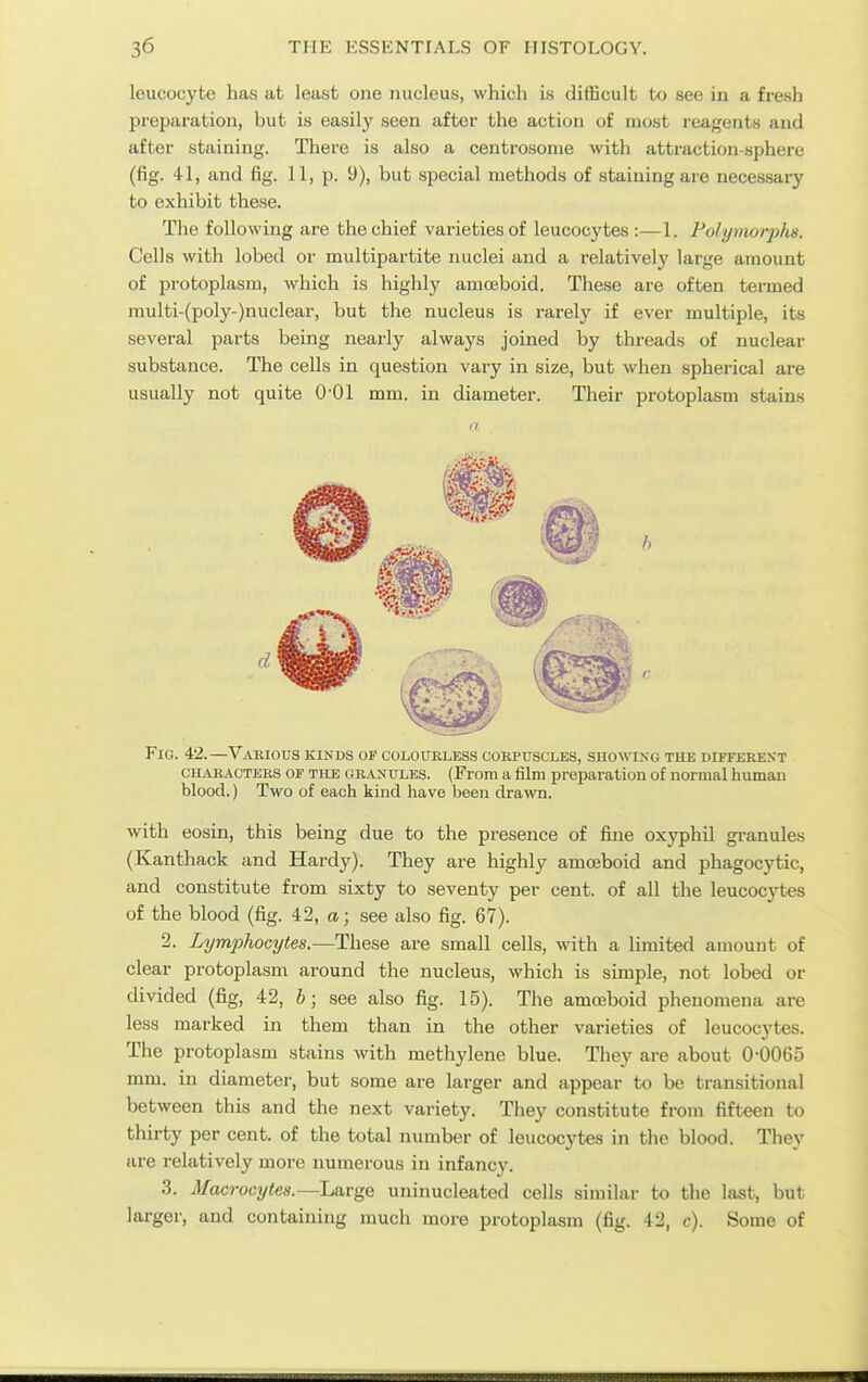 leucocyte has at least one nucleus, which is difficult to see in a fresh preparation, but is easily seen after the action of most reagents and after staining. There is also a centrosonie with attraction-sphere (fig. 41, and fig. 11, p. 9), but special methods of staining are necessary to exhibit these. The following are the chief varieties of leucocj'tes :—1. Polymorphs. Cells with lobed or multipartite nuclei and a relatively large amount of protoplasm, which is highly amoeboid. These are often termed multi-(poly-)nuclear, but the nucleus is rarely if ever multiple, its several parts being nearly always joined by threads of nuclear substance. The cells in question vary in size, but when spherical are usually not quite 0-01 mm. in diameter. Their protoplasm stains Fig. 42.—Various kinds of colourless corpuscles, showinc; tub diiterest CHARACTERS OF THE GRANULES. (From a film preparation of normal human blood.) Two of each kind have been drawn. with eosin, this being due to the presence of fine oxyphil granules (Kanthack and Hardy). They are highly amoeboid and phagocytic, and constitute from sixty to seventy per cent, of all the leucocytes of the blood (fig. 42, a; see also fig. 67). 2. Lym.'phocytes.—These are small cells, with a limited amount of clear protoplasm around the nucleus, which is simple, not lobed or divided (fig, 42, h\ see also fig. 15). The amoeboid phenomena are less marked in them than in the other varieties of leucocytes. The protoplasm stains with methylene blue. They are about 0-0065 mm. in diameter, but some are larger and appear to be transitional between this and the next variety. They constitute from fifteen to thirty per cent, of the total number of leucocytes in the blood. They are relatively more numerous in infancy. 3. Macrocytes.—Large uninucleated cells similar to the last, but larger, and containing much more protoplasm (fig. 42, c). Some of