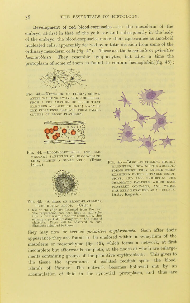 Development of red blood-corpuscles.—In the mesoderm of the embryo, at first in that of the yolk sac and subsequently in the body of the embryo, the blood-corpuscles make their appearance as amoeboid nucleated cells, apparently derived by mitotic division from some of the ordinary mesoderm cells (fig. 47). These are the blood-cells or primitive hmmalohlasts. They resemble lymphocytes, but after a time the protoplasm of some of them is found to contain htemoglobin (fig. 48); Fio. 43.—Network or fibrin, shown AFTER WASHINO AWAY THE CORPUSCLES FROM A PREPARATION OF BLOOD THAT HAS BEEN ALLOWED TO CLOT ; MANY OF THE FILAMENTS RADIATE FROM SMALL CLUMPS OF BLOOD-PLATELETS. Fig. 44. —Blood-cobpuscles and ele- mentary PARTICLES or blood-plate- lets, WITHIN A small vein. (From p^^, 43 _Blood-platelets, highly O^l^i-) magnified, showing the amoeboid forms which THEY ASSUJIE WHEN examined UNDER SUITABLE CONDI- TIONS, /CSV! ALSO EXHIBITING THE CHROMATIC PARTICLE WHICH EACH PLATELET CONTAINS, AND %\TIICH HAS BEEN REGARDED AS A NUCLErS. (After Kopsoh.) ITk;. 45.—a MASS OF BLOOD-PLATELETS, FROM HUMAN BLOOD. (Osler.) A few at the edge are detached from the rest. Tlie prepanation liad been kept in salt solu- tion on the warm stage for some time, thus causing: a partial breaking up of the mass of platelets. These will be observed to have filaments attached to them. they may now be termed primitive erythrohlasts. appearance they are found to be enclosed within a mesoderm or mesenchyme (fig. 49), which forms a network, at first incomplete but afterwards complete, at the nodes of which are enlarge- ments containing groups of the primitive erythrohlasts. This gives to the tissue the appearance of isolated reddish spots—the blood islands of Pander. The network becomes hollowed out by an accumulation of fluid in the syncytial protoplasm, and thus are Soon after their syncj'tium of the