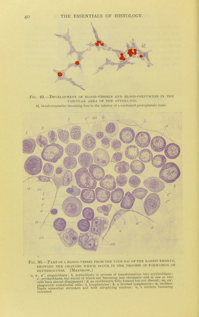 Fio. 50.—Part of a blood-vessel from the yolk sac of the uauhit emisrvo, SIIOWINfl THE CIIAN<!ES WHICH OCCUR IN TllK I'KOCKSS OF FORMATION OF eryth iiocvTES. (Maxiiiiow.) a a a, mi-i!a.UMaF:Ui; b, noniioliliusts in jirocess of traiisfornmlion into crvtlirolilasts; ' c' ei vtliiol)hu'<t.M, the nuclei of wliicli are l)econlin^r less elironiatii; unci in one or l\vo cells Imve almost (lisapi>eai-e(l; rf, an erythrocyte fully formed hiil not .liscoul; m, en , phttKOcytic endothelial cells; I, lyiiiiihocytcs; *, a diviiled lymphocyte; n, erylhro- UaMs somewliat shrunken an.l with atrophyintr nucleus; n, a nucleus becomuijr cxtmcled.