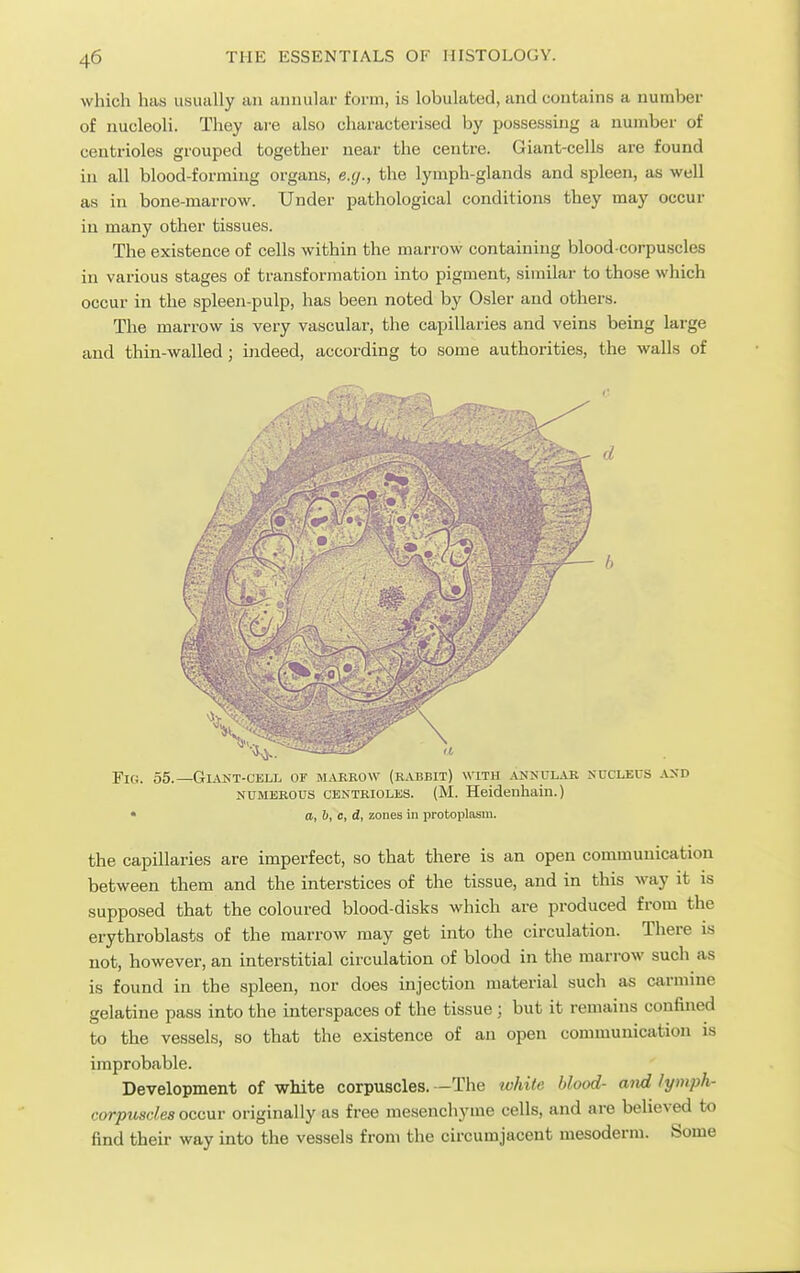 which has usiuiUy an annular form, is lobulated, and contains a number of nucleoli. They are also characterised by possessing a number of centrioles grouped together near the centre. Giant-cells are found in all blood-forming organs, e.g., the lymph-glands and spleen, as well as in bone-marrow. Under pathological conditions they may occur in many other tissues. The existence of cells within the marrow containing blood-corpuscles in various stages of transformation into pigment, similar to those which occur in the spleeii-pulp, has been noted by Osier and others. The marrow is very vascular, the capillaries and veins being large and thin-walled; indeed, according to some authorities, the walls of Fig. 55.—Giant-cell of jiaekow (rabbit) with .vnnular nucleus and NUMEROUS centrioles. (M. Heldenhaln.) * a, b, 0, d, zones in protoplasm. the capillaries are imperfect, so that there is an open communication between them and the interstices of the tissue, and in this way it is supposed that the coloured blood-disks which are produced from the erythroblasts of the marrow may get into the circulation. There is not, however, an interstitial circulation of blood in the marrow such as is found in the spleen, nor does injection material such as carmine gelatine pass into the interspaces of the tissue; but it remains confined to the vessels, so that the existence of an open communication is improbable. Development of white corpuscles. —The whife blood- and lymph- corpuscles occur originally as free mesenchyme cells, and are believed to find their way into the vessels from the circumjacent mesoderm. Some