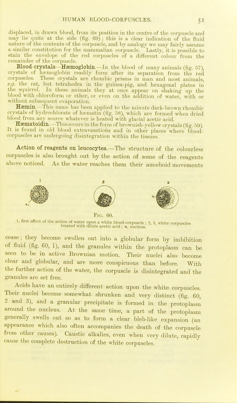 displaced, in drawn blood, from its position in the centre of the coi'puscle and may lie quite at the side (fig. 69) ; this is a clear indication of the rtiiid nature of tlie contents of the corjjuscle, and by analogy we may fairly assume a similar constitution for tlie mammalian corpuscle. Lastly, it is possible to stain the envelope of the red corpuscles of a different colour fi'om the remainder of the corpuscle. Blood-crystals—Hsemoglobin.—In the blood of many animals (fig. .57), crystals of luemoglobin readily form after its separation from the red corpuscles. These crystals are rhombic prisms in man and most animals, e.f/. the rat, but tetrahedra in the guinea-pig, and hexagonal plates in the .squirrel. In these animals they at once appear on .shaking up the blood with chloroform or ether, or even on the addition of water, with or without subsequent evaporation. Haemin.—This name has been applied to the minute dark-brown rhombic crystals of hydrochlorate of hivniatin (fig. 58), which are formed when dried blood from any .source whatever is heated with glacial acetic acid. Haematoidin.—Thisoccurs in the foi iu of browni.sh-yellow crystals (fio-. r)Q). It is found in old blood extravasations and in other places where blood- corpuscles are undergoing disintegration within the tissues. Action of reagents on leucocytes.—The structure of the colourle.ss corpuscles is also brought out by the action of some of the reagents above noticed. As the water reaches them their amceboid movements Fio. 60. 1, first effect of the action of water upon a white blood-coi-pusele ; 2, 3, white corpu.scles treated with dilute acetic acid ; n, nucleus. cease; they become swollen out into a globular form by imbibition of fluid (fig. 60, 1), and the granules within the protoplasm can be seen to be in active Brownian motion. Their nuclei also become clear and globular, and are more conspicuous than before. With the further action of the water, the corpuscle is disintegrated and the granules are set free. Acids have an entirely different action upon the white corpu.scles. Their nuclei become somewhat shrunken and very distinct (fig. 60, 2 and 3), and a granular precipitate is formed in the protoplasm around the nucleus. At the same time, a part of the protoplasm generally swells out so as to form a clear bleb-like expansion (an appearance which also often accompanies the death of the corpuscle from other causes). Caustic alkalies, even when very dilute, rapidly cause the complete destruction of the white corpuscles.