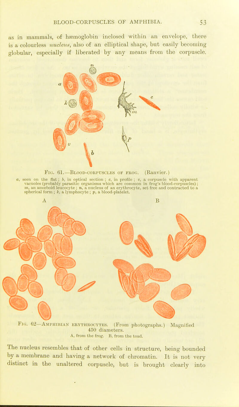 as in mammals, of hsemoglobin inclosed witliin an envelope, tliere is a colourless iiudeuK, also of an elliptical shape, but easily becoming globular, especially if liberated by any means from the corpuscle. Fill. 61.—Blood-cobpuscles of fkoh. (Raiivier.) a, seen on tlie fiat; l>, in optical section ; c, in prolilc ; y, a corpuscle with apparent vacuoles (prolialily parasitic organisms which arc common in fro(,''s hlood-corpiiscles); m, an amiolioid leucocyte ; n, a nucleus of an erythrocyte, set free and contracted to a spherical form ; k, a lymphocyte ; p, a blood-platelet. A B Fiij. 6'2—Amphibian erytiikocytes. (From photographs.) ^Magnified 450 diameters. A, from the frog:. B, from the toad. The nucleus resembles that of other cells in structure, being bounded by a membrane and having a network of chromatin. It is not very distinct in the unaltered corpuscle, but is brought clearly into