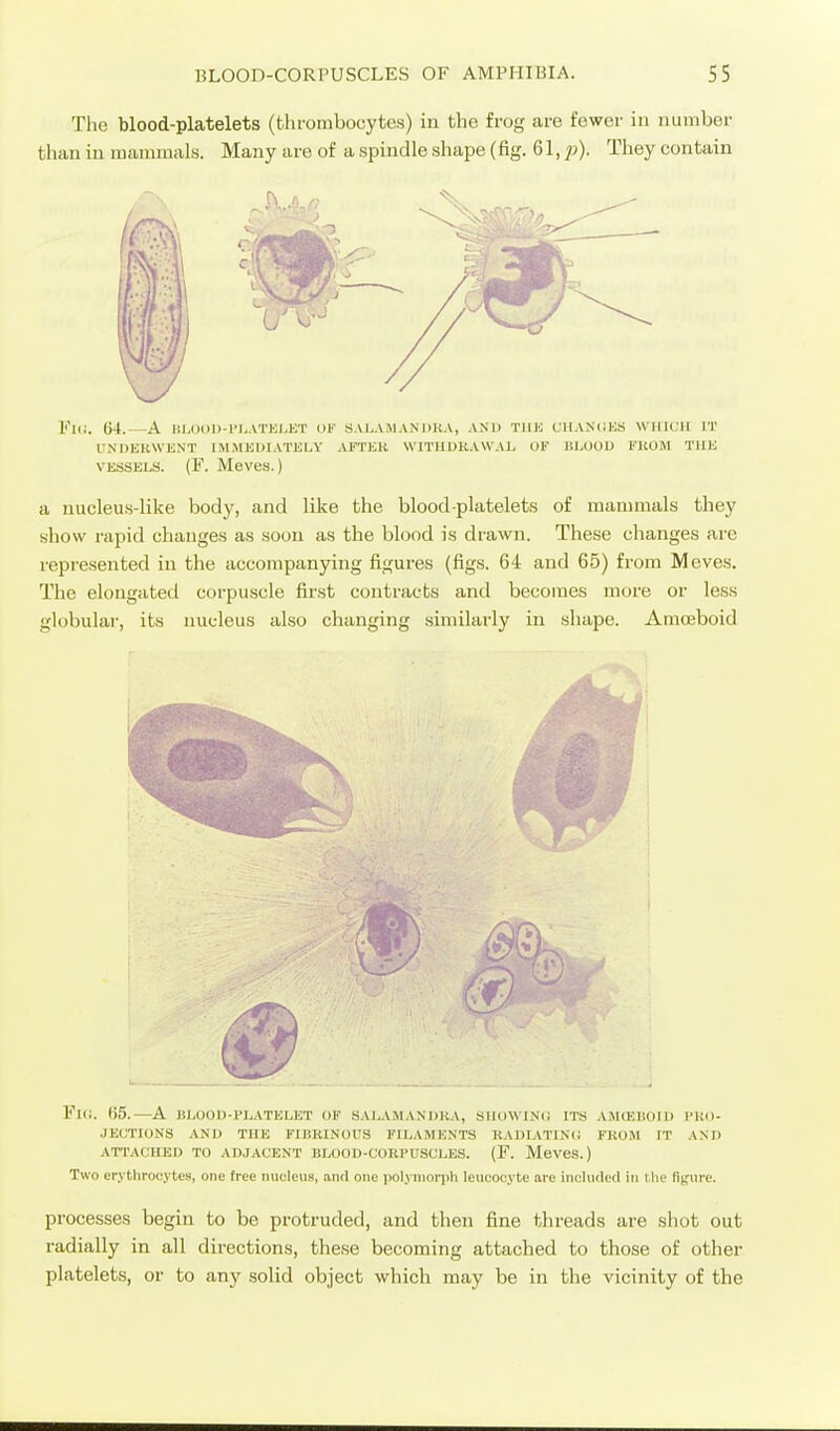 The blood-platelets (thrombocytes) in the frog are fewer in number than in manunals. Many are of a spindle shape (fig. 61, p). They contain Fid. 64.—A liU)()l)-l'l,ATi;i,i;T of S.VhASIANOK.V, AND TlllC CIIANCKS \Mll(;il IT UNDEKWENT IM .MKDIATELV AFTEK WITUDKAWAE OF BLOOU EKOM THE VESSELS. (F. Meves.) a nucleus-like body, and like the blood platelets of mammals they show rapid changes as soon as the blood is drawn. These changes are represented in the accompanying figures (figs. 64 and 65) from Meves. The elongated corpuscle first contracts and becomes more or less globular, its nucleus also changing similarly in shape. Amoeboid Fl(i. f)5.—A BLOOD-PLATELET OF SALAMANDKA, SUOWINO ITS AMCEBOIll I'RO- JEUTIONS AND THE FIBRINOUS FILAMENTS KADIATIN(i FROM IT AND ATTACHED TO ADJACENT BLOOD-CORPUSCLES. (F. Meves.) Two erythrocytes, one free nucleus, and one polynioriih leucocyte .are included in the fisr\ire. processes begin to be protruded, and then fine threads are shot out radially in all directions, these becoming attached to those of other platelets, or to any solid object which may be in the vicinity of the