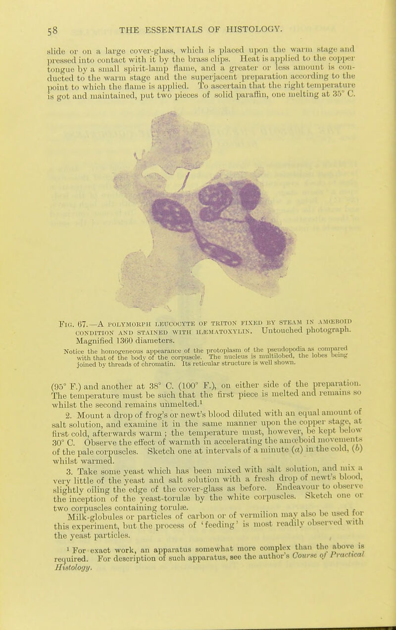 slide or on a large cover-ghiHs, whicli i.s placed upon tlie wai in (stage and l)ressed into contact with it by the brass clips. Heat is applied U) tlie copper tongue b_y a small spirit-lamp Hanie, and a greater or less amount is con- ducted to the warm stage and the superjacent preparation according to the point to which the llame is ajjplicd. To ascertain that the right temperature is got and maintained, put two pieces of solid paraltin, one melting at 35 C. FlO. (57.—A POLYMOKPH LEUCOCYTE OF TKITON FIXED ]!Y STEAM IS .VMUJBOin CONDITION AND STAINED WITH HEMATOXYLIN. Untouched photograph. Magnified 1.300 diameters. Notiue the homoi?eiieous appearance of the protoplasm of the pseutlopodia as eompared with that of the body of the corpuscle. The nucleus is nuiltilobed, the lobes beinf joined by threads of chromatin. Its reticular structure is well shown. (9.5° F.) and another at 38° C. (100° F.), on either side of the prepaiution. The temperature must be such that the first piece is melted and remains so whilst the second remains uumelted.' 2. Mount a drop of frog's or newt's blood diluted with an equal amount of salt solution, and examine it in the same manner upon the copper stage, at first cold, afterwards warm ; the temperature must, however, be kept lielow 30° C. Observe the effect of warmth in accelerating the amwboid movements of the pale corpuscles. Sketch one at intervals of a minute (a) m the cold, (6) whilst warmed. 3. Take some yeast which has been mixed with salt solution, and »»x a very little of the yeast and salt solution with a fresh drop of newts blood, slightly oiling the edge of the cover-glass as before. Endeavour to observe the inception of the yeast-toruUe by the white corpuscles. Sketcli one or two corpuscles containing toruhe. , . Milk-globules or ijarticles of carbon or of vermilion may also be used tor this experiment, but the process of 'feeding' is most readdy observed with the yeast particles. 1 For exact work, an apparatus somewhat more complex than the above is required. For description of such apparatus, see the author s Course oj I racHcai Histology.