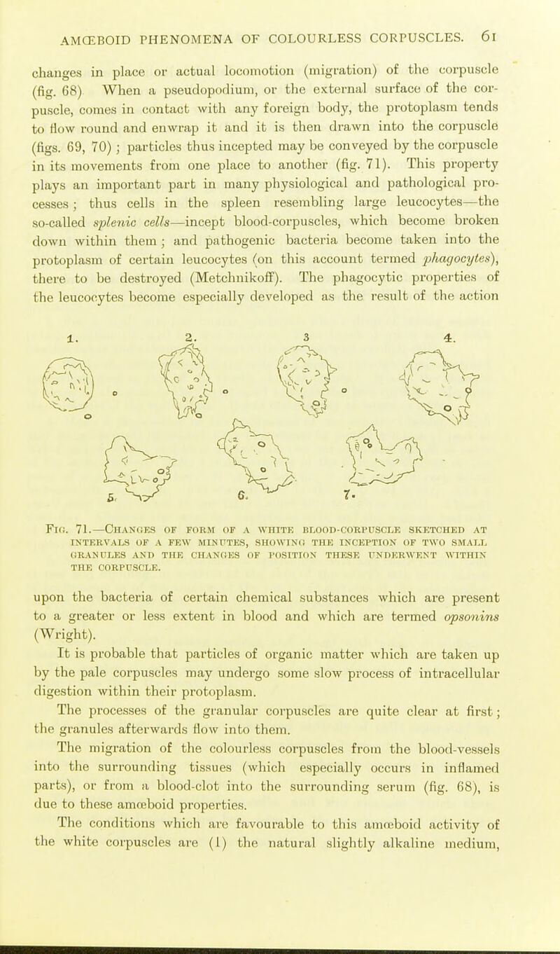 changes in place or actual locomotion (migration) of the corpuscle (fig. 68) When a pseudopodiuni, or the external surface of the cor- puscle, comes in contact with any foreign body, the protoplasm tends to How round and enwrap it and it is then drawn into the corpuscle (figs. 69, 70); particles thus incepted may be conveyed by the corpuscle in its movements from one place to another (fig. 71). This property plays an important part in many physiological and pathological pro- cesses ; thus cells in the spleen resembUng large leucocytes—the so-called splenic cells—incept blood-corpuscles, which become broken down within them ; and pathogenic bacteria become taken into the protoplasm of certain leucocytes (on this account termed 2}fia'gocyies), there to be destroyed (MetchnikofF). The phagocytic properties of the leucocytes become especially developed as the result of the action FlO. 7L—CHANfiES OF FORM OF A WHITE BLOOD-COUPUSCLE SKETCHED AT INTERVALS OF A FEW MINUTES, SHOWIN(i THE INCEPTION OF TWO SMALL GRANULES AND THE CHANOES OF POSITION THESE UNDJSRWENT WITHIN THE CORPUSCLE. upon the bacteria of certain chemical substances which are present to a greater or less extent in blood and which are termed opsonins (Wright). It is probable that particles of organic matter which are taken up by the pale corpuscles may undergo some slow process of intracellular digestion within their protoplasm. The processes of the granular corpuscles are quite clear at first; the granules afterwards flow into them. The migration of the colourless corpuscles from the blood-vessels into the surrounding tissues (which especially occurs in inflamed parts), or from a blood-clot into the surrounding serum (fig. 68), is due to these amajboid properties. The conditions which are favourable to this amneboid activity of the white corpuscles are (1) the natural slightly alkaline medium.