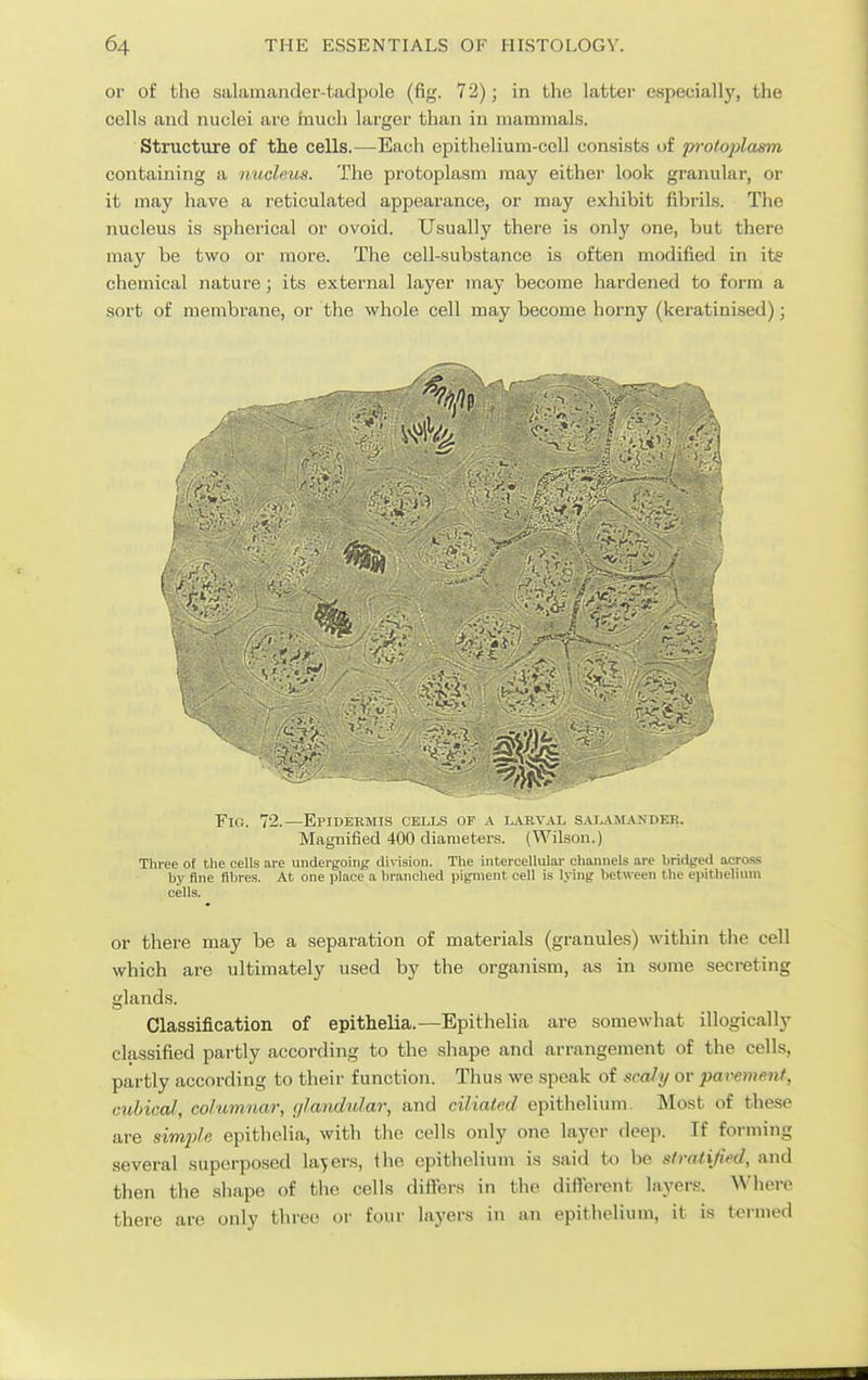 or of the salamander-tadpole (fig. 72); in the latter especially, the cells and nuclei are inuch larger than in mammals. Structure of the cells.—Each epithelium-cell consists of protoplasm containing a nucleus. The protoplasm may either look granular, or it may have a reticulated appearance, or may exhibit fibrils. The nucleus is .spherical or ovoid. Usually there is only one, but there may be two or more. The cell-substance is often modified in ite chemical nature; its external layer may become hardened to form a sort of membrane, or the whole cell may become horny (keratinised); ■V' ^ .---.l ~ 3^ .;i;v^,, --^^^' OCA-;- _ _ r^5«:^^ Yiu. 72.—Epidermis cells of a larval salam.\i<der. Magnified 400 diameters. (Wilson.) Three of the cells are undergoing division. The intercellular channels are bridged across by fine fibres. At one place a branched pigment cell is lying between the epitlielium cells. or there may be a separation of materials (granules) within the cell which are ultimately used by the organism, as in some secreting glands. Classification of epithelia.—Epithelia are somewhat illogically classified par tly according to the shape and arrangement of the cells, partly according to their function. Thus we speak of scaJy or pavement, cubical, columnar, glandular, and ciliated epithelium. Most of these are simple epithelia, with the cells only one layer deep. If forming several superposed layers, the epithelium is said to be stratijied, and then the shape of the cells difi'ers in the different layers. Where there are only three or four layers in an epithelium, it is t<?rmed