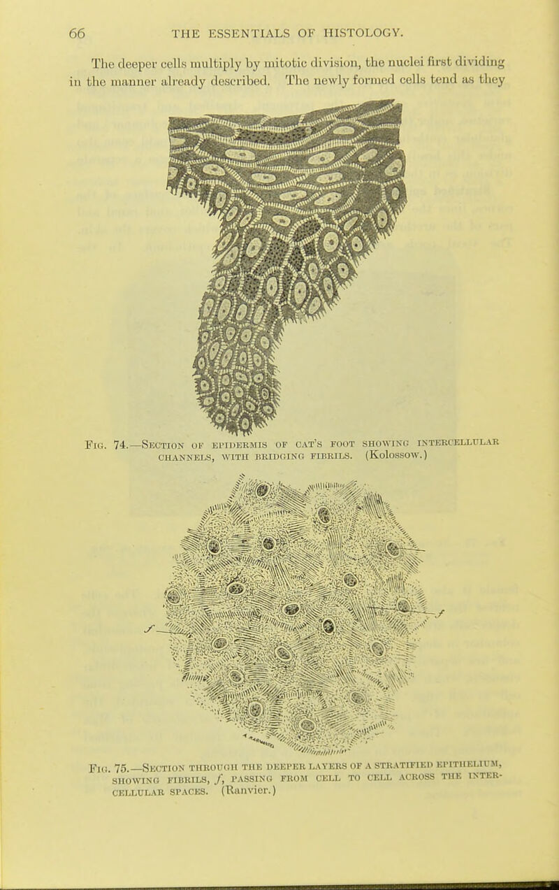 The deeper cells multiply by mitotic division, the nuclei first dividing in the manner already described. The newly formed cells tend as they Fi,;. 74.—Section of el'Idermis op cat's foot sHowisn intekcellflar CHANNELS, WITH BEIDOING FIBKILS. (KoloSSOW.) Fi(! 75 —Section- thuouoii the uehi'ku layeks of a stratified epithelium, SHOWINO FIBKILS, /, PASSING FROM CELL TO CEIJ, ACROSS THE INTER- CELLULAR SPACES. (Ranvier.)