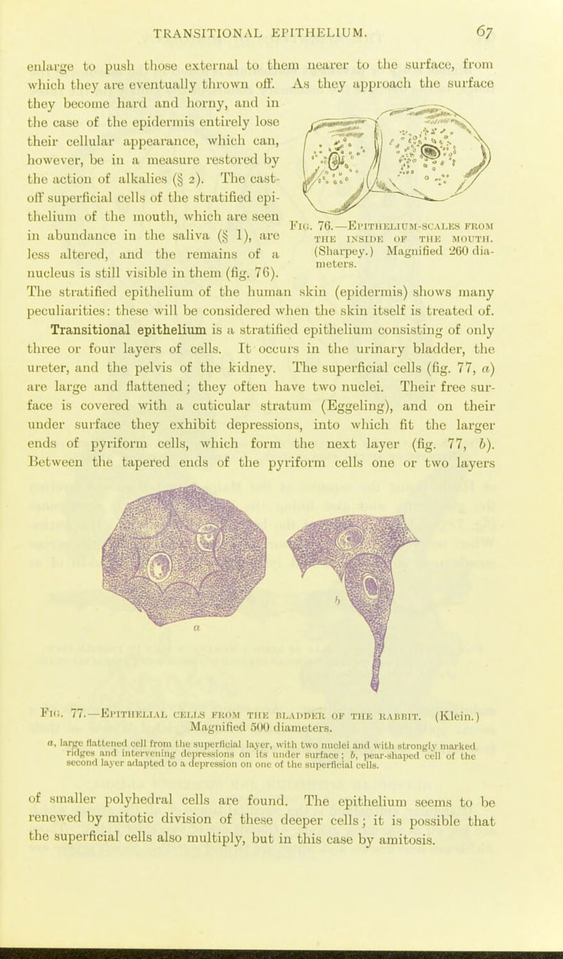 enlarge to push those external to them nearer to the surface, from whicli tliey are eventually thrown off. As thoy approach the surface they become hard and horny, and in the case of the epidermis entirely lose their cellular appearance, which can, however, be in a measure restored by the action of alkalies (§ 2). The cast- off superficial cells of the stratified epi- thelium of the mouth, which are seen in abundance in the saliva (§ 1), are less altei-ed, and the remains of a nucleus is still visible in them (fig. 76). The stratified epithelium of the human skin (epidermis) shows many peculiarities: these will be con.sidered when the skin itself is treated of. Transitional epithelium is a stratified epithelium consisting of only three or four layers of cells. It occurs in the urinary bladder, the ureter, and the pelvis of the kidney. The superficial cells (fig. 77, a) are large and flattened; they often have two nuclei. Their free sur- face is covered with a cuticular stratum (Eggeling), and on their under surface they exhibit depressions, into wliich fit the larger ends of pyriform cells, which form the next layer (fig. 77, b). Between the tapered ends of the pyriform cells one or two layers Fui. 76.—EriTUKLiUM-scALES from THE INSIDE OF TUE MOUTH. (Shaipcy.) Magnified 260 dia- meters. Flli. 77.—El'lTUELI.VL CEI,I,S KKO.M TIIH ni-ADniiU OF THE KAIililT. (Klcitl.) Magnified 500 diameters. a. larttc llattciicd cell from tlic supeiiloial layer, with two nuclei and with stroiifjly nmrke<l ndnes and iriterveinntj denressions on its niider surface ; 6, pear-shaped cull of the second layer adapted to a depression on one of the superficial cells. of smaller polyhedral cells are found. The epithelium seems to be renewed by mitotic division of these deeper cells; it is possible that the superficial cells also multiply, but in this case by amitosis.