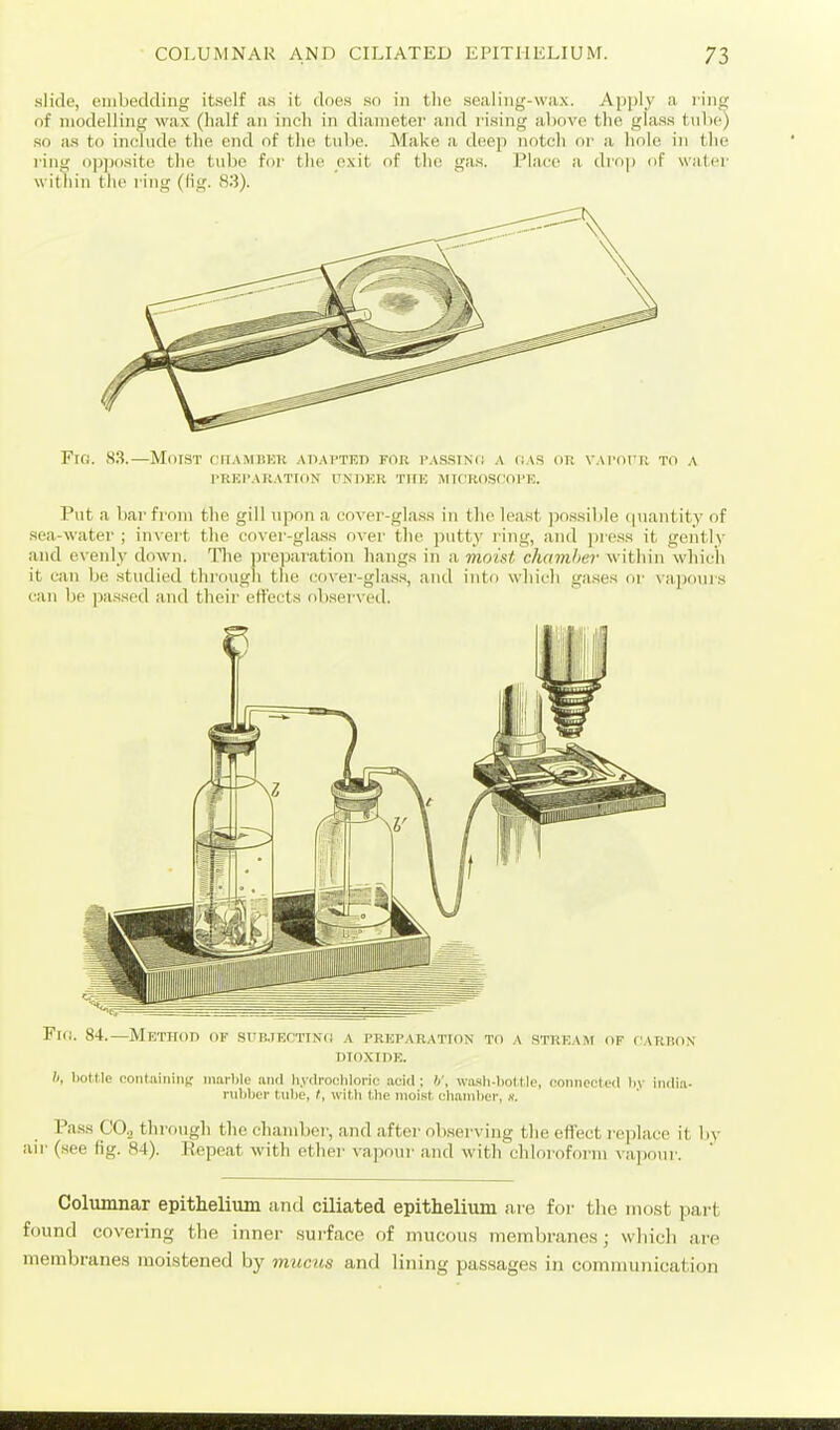 slide, embedding itself as it does so in the sealing-wax. Apply a l ing of modelling wa.x (half an inch in dianietei' and rising above the glass tube) so as to iniTiule the end of the tube. Make a deep notch oi' a hole in the ring opjjosite the tube for the e.xit of the gas. Place a drop of water within the I'ing (lig. H'.i). Ficj. 83.—Moist ruAMiiKH An.ArTEn for pas.sin(i a oa.s or v.vroT'R to a rKHPAItATION I'lNDKR TnU MIOROSnOPE. Pnt a bar from the gill upon a cover-gla.ss in the least ))o.ssible ipiantity of sea-water ; invert the cover-gla.ss over the putty ring, and ])iess it gently and eveidy down. The preparation hang.s in a mo/M chamher within which it can be studied through the cover-glass, anil into which ga.ses or \apours can be passed and their effects obsei-ved. Fro. 84.—Method of .strBjECTiNn a preparatton to a stream of t'ARnox DIOXinE. h, bot.He coiilaitiinsr inarlile ami hydrochloric acid ; h', Witsh-liol.tle, coiiiiceled liv iiiilia- rubljer tuliD, t, with the moist chamher, x. Pass COj through the chamber, and after observing the effect rejilace it by air (see fig. 84). Eepeat with ether vapour and with chloroform \ a])our. Columnar epithelium and ciliated epithelium are for tlie most part found covering the inner sui-face of mucous membranes; which are membranes moistened by mucus and lining passages in communication