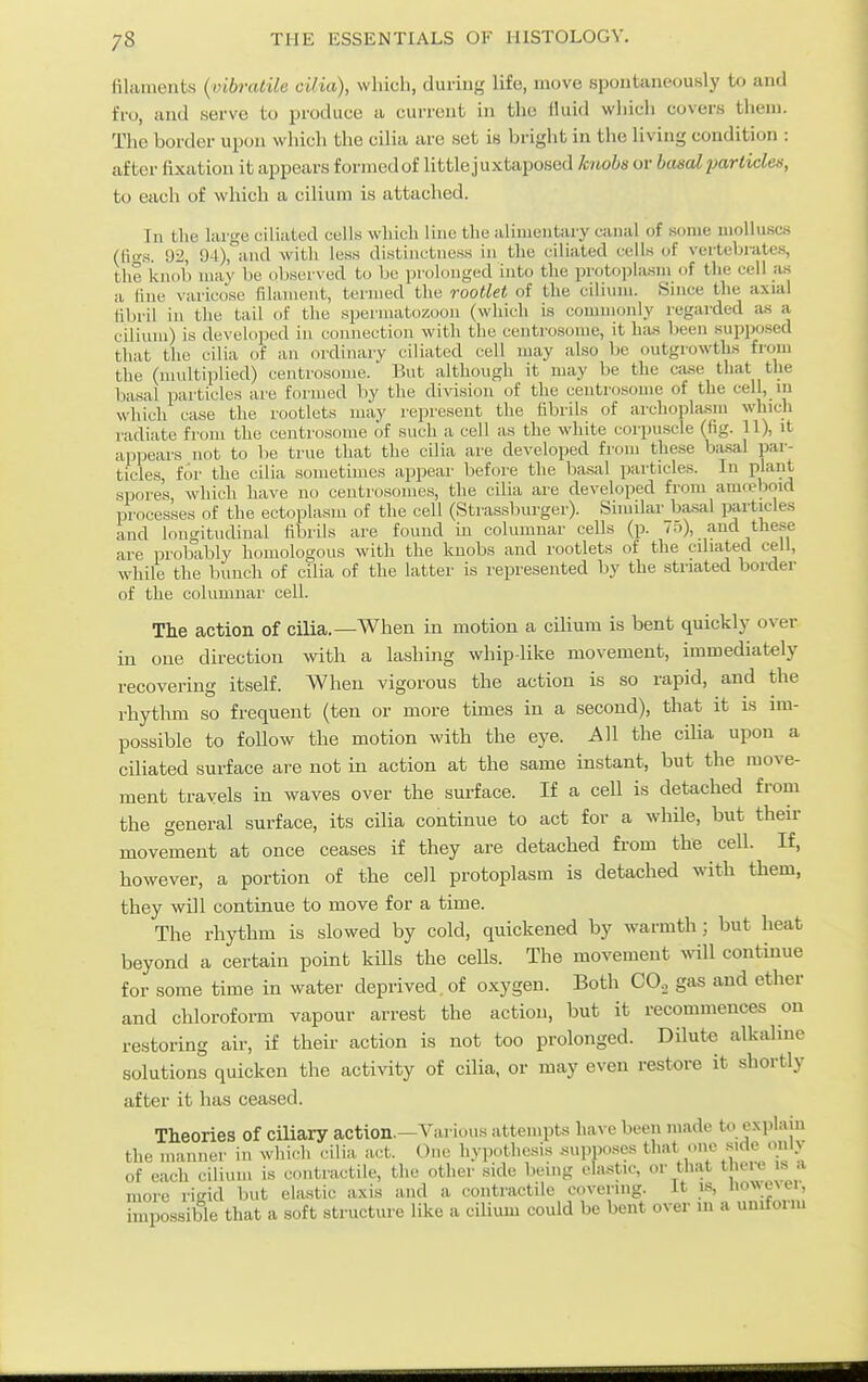 filaments {vibralik cilia), which, during life, move sponUneously U) and fro, and serve to produce a current in the iluid which covers them. The border upon which the cilia are set is bright in the living condition : after fixation it appears formed of little j uxtaposed kiioba or basal particles, to each of which a cilium is attached. In the large ciliated cells which line the alimentary canal of some molluscs (fio'S. 92, 94),°ind with less distinctness in the ciliated cells of vertebrates, the icnob may be observed t(j be prolonged into the protoplasm of the cell as a tine varicdse filament, termed the rootlet of the cilium. Since the axial fibril in the tail of the spermatozoon (which is commonly regarded as a cilium) is developed in connection with the centrosome, it h:is been supposed that the cilia of an ordinary ciliated cell may also be outgrowths from the (multiplied) centrosome. But although it may be the case that the basal particles aie formed by the division of the centrosome of the cell, in which case the rootlets may represent the fibrils of archoplasm which radiate from the centrosome of such a cell as the white corpuscle (fig. 11), it appears not to be true that the cilia are developed from these basal par- ticles, for the cilia sometimes appear before the basal particles. In plant spoi'es, which have no ceutrosomes, the cilia are developed from amteboid processes of the ectoplasm of the cell (Strassburger). Similar basal particles and longitudinal fibrils are found in columnar cells (p. 75), and these are probably homologous with the knobs and rootlets of the ciliated cell, while the bunch of cilia of the latter is represented by the striated boi-der of the columnar cell. The action of cilia.—When in motion a cilimn is bent quickly over in one direction with a lashing whip-like movement, immediately recovei'ing itself. When vigorous the action is so rapid, and the rhythm so frequent (ten or more times in a second), that it is im- possible to follow the motion with the eye. All the cilia upon a ciliated surface are not in action at the same instant, but the move- ment trayels in waves over the surface. If a cell is detached from the general surface, its cilia continue to act for a while, but their movement at once ceases if they are detached from the cell. If, however, a portion of the cell protoplasm is detached with them, they will continue to move for a time. The rhythm is slowed by cold, quickened by warmth; but heat beyond a certain point kills the cells. The movement mil continue for some time in water deprived, of oxygen. Both CO, gas and etlier and chloroform vapour arrest the action, but it recommences on restoring air, if their action is not too prolonged. Dilute alkaline solutions quicken the activity of cilia, or may even restore it shortly after it has ceased. Theories of ciliary action.—Various attempts have been made to explain the manner in which cilia act. One hypotl.esis supposes that one side only of each cilium is contractile, the other side being ehustio, or ttiat t ><-i(. is a more rigid but elastic axis and a contractile covering. It is, nowevei, impossiWe that a soft structure like a cilium could be bent over in a uniform