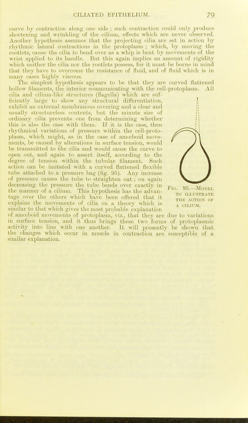 curve by contraction along one side ; such contraction could only produce shoi tening and wrinkling of the ciliuni, eti'ects which are never observed. Anotlier hypothesis assumes that the projecting cilia are .set in action by rhythmic lateral contraction.s in tlie protoplasm ; wliich, by moving the rootlets, cause the cilia to bend over as a whip is bent by movements of the wrist a])])lied to its handle. But this again implies an amount of rigidity which neither the cilia nor the rootlets pos.se.ss, for it must be borne in mind lliat they have to overcome the I'esistauce of tluid, and of Huid which is in Muiny cases highly vi.scous. The simplest hypothesis appears to be that they arc curved Hattened hollow lilaments, the interior communicating with the cell-protoplasm. All cilia and cilium-like structures (flagella) which are suf- ticiently large to show any structural dJHerentiation, exhibit an external membranous covering and a clear and i, usually structureless contents, but the minute size of \\ ordinary cilia prevents one from determining whether ■'', this is al.so the case with them. If it is the ca.se, then I '; rhythmical variations of pre.ssure within the cell-proto- plasm, which might, as in the case of ama'boid move- ments, be caused by alterations in sui'face tension, would be tiansmitted to the cilia and would cause the curve to open out, and again to assert itself, according to the degree of tension within the tubidar filament. Such action can be imitated with a curved Hattened flexible tube attached to a pressure bag (Hg. 95). Any increase of pressure causes the tube to straigliten out; on again decreasing the pressure the tube bends over exactly in the manner of a cilinni. This hypothe.sis has the advan- tage over the others which have been ottered that it explains the movements of cilia on a theory which is similar to that which gives the most prol)able explanation of anucboid movements of protoplasm, viz., that they are due to variations in surface tension, and it thus brings these two forms of protoplasmic activity into line with one another. It will presently be .shown that the changes which occur iu muscle iu contraction are susceptible of a similar explanation. Fio. 95.—MoDKT, TO ILLUSTR.VTE TUB ACTION OF A ciLinm.