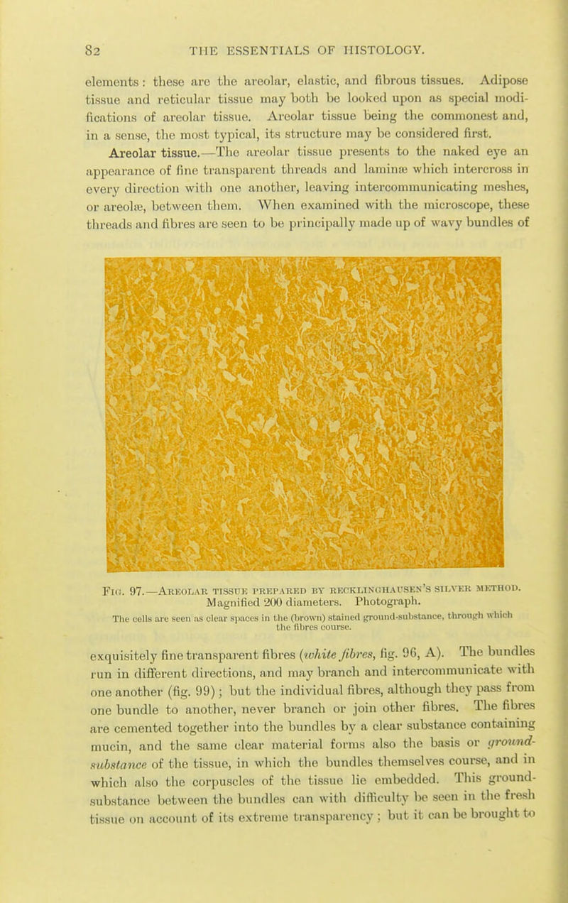 elements: these are the areolar, elastic, and fibrous tissues. Adipose tissue and reticular tissue may both be looked upon as special modi- fications of areolar tissue. Areolar tissue being the commonest and, in a sense, the most typical, its structure may be considered first. Areolar tissue.—The areolar tissue presents to the naked eye an appearance of fine ti'ansparent threads and laminaj which intercross in every dii'ection with one another, leaving intercommunicating meshes, or areolffi, between them. When examined with the microscope, these threads and fibres are seen to be principally made up of wavy bundles of mm m I ..V4 ...^ . ^ Fi(i. 97.—Areolar tissttk prepared by recklinohausen's silver method. Magnified 200 diameters. Photograph. The cells are seen as clear sjiaces in tlie O)rowii) stained !,Tound-substance, through which the libres coui-se. exquisitely fine transparent fibres {white fibres, fig. 96, A). The bundles run in different directions, and may branch and intercommunicate with one another (fig. 99); but the individual fibres, although they pass from one bundle to another, never branch or Join other fibres. The fibres are cemented together into the bundles by a clear substance containing mucin, and the same clear material forms also the basis or gromid- suhstance of the tissue, in which the bundles themselves course, and in which also the corpuscles of the tissue lie embedded. This ground- substance between the bundles can witli difliculty be seen in the fre,sh tissue on account of its extreme transparency ; but it can be brought to