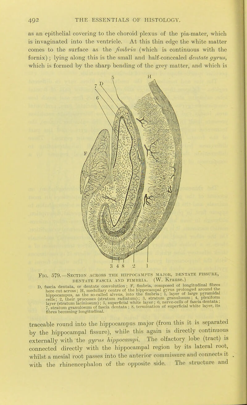 as an epithelial covering to the choroid plexus of the pia-mater, which is iiivaginated into the ventricle. At this thin edge the white matter comes to the surface as the fimbria (which is continuous with the fornix); lying along this is the small and half-concealed dentafe (lyrua, which is formed by the sharp bending of the grey matter, and which is Fio. 579.—Srction across the hippocampus majok, dentate fissure, DENTATE FASCIA AND FIMBRIA. (W. KraUSe.) D fiiscia (lentata, or dentate convolution ; F, fimbria, composed of longitudinal fibres here cut across; H, niedullarv centre of the hipiiocampal t'.vrus prolon^red around t_he hippocampus, as the so-called alveus, into the fimbria; 1, layer of Inrjre p.vr.imidal cells- 2, their processes (stratum radiatum); :i, strat\un granulosiun; 4, plexiform layer (stratum laciniosum); .■>, superficial white layer; (i, nerve-cells of fascia dentata: 7,'stratum (rranulosum of fascia deutata ; S, termination of superficial white layer, its fibres becoininfr lonjjitiidinal. traceable round into the hippocampus major (from this it is separated by the hippocampal fissure), while this again is directly continuous externally with the ciyrn.s hippocampi. The olfactory lobe (tract) is connected directly with the hippocampal region by its lateral root, whilst a mesial root passes into the anterior commissure and connects it with the rhinencephalon of the opposite side. The structure and