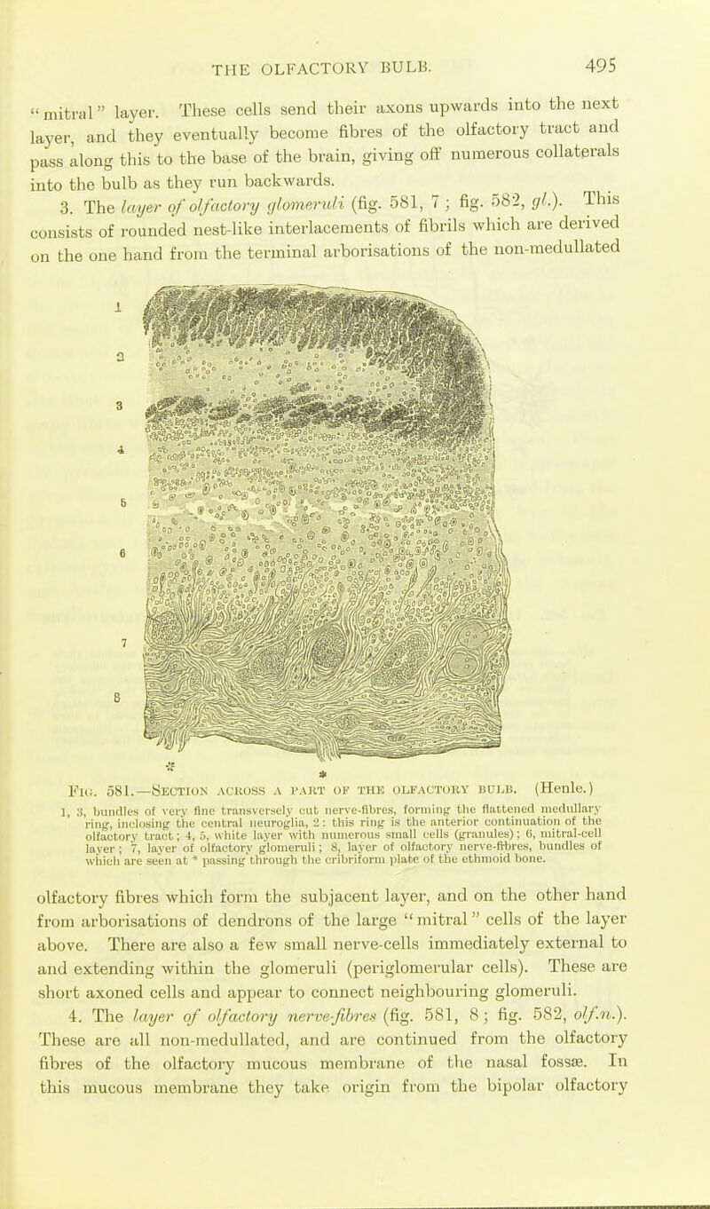  mitral layer. These cells send their axons upwards into the next layer, and they eventually become fibres of the olfactory tract and pass along tiiis to the base of the brain, giving off numerous collaterals into the bulb as they run backwards. 3. The layer of olfactory r/lomeru/i (fig. 581, 7 ; fig. 582, gl.). This consists of rounded nest-like interlacements of fibrils which are derived on the one hand from the terminal arborisations of the non-medullated 41. 'o caS'^d t)j,_ ID - .^rf /Ti. '3 n-P^ Iff o If -. 1 581.—Section ackoss a pakt ok thk olfactory bulb. (Henle.) 1, 3, bundles of verv fine transversely cut nerve-fibres, fonniiiff the Haltened niertullary ring, inclosing the central neuroglia, 2 : this ring is the anterior continuation of the olfactory tract; 4, 5, white layer with ininierous small cells (granules); 0, niitral-cell layer; 7, layer of olfactory glomeruli; 8, layer of olfactory nerve-fibres, bundles of wiiich are seen at * passing through the cribriform plate of the ethmoid hone. olfactory fibres which form the subjacent layer, and on the other hand from arborisations of dendrons of the large mitral cells of the layer above. There are also a few small nerve-cells immediately external to and extending within the glomeruli (periglomerular cells). These are short axoned cells and appear to connect neighbouring glomeruli. 4. The layer of olfactory nervefibre-s (fig. 581, 8; fig. 582, olf.n.). These are all non-medullated, and are continued from the olfactory fibres of the olfactory mucous membrane of tlie nasal fossae. In this mucous membrane they take origin from the bipolar olfactory