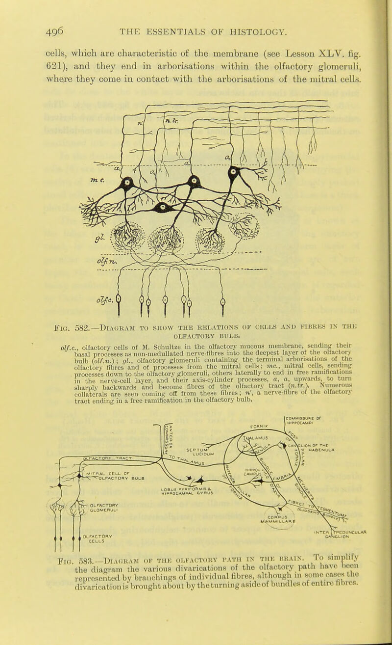 cells, which are characteristic of the membrane (see Lesson XLV. fig. 621), and they end in arborisations within the olfactory glomeruli, where they come in contact with the arborisations of the mitral cells. FlO. 582.—DiAKBAM TO SHOW THK liELATIOiiS OF CKI.LS A>U KlBKliS IN THK OLFACTORY BULB. olf.c, olfactory cells of M. Schultze in the olfactory mucous membrane, sending their basal processes as non-nieclullated nerve-fibres into the deepest layer of the olfactory bulb iolf.n.}; gl., olfactory glomeruli containing the termmal arborisations of the olfactory fibres and of processes from the mitral cells; mc, mitral cells, sending processes down to the olfactor\' glomeruli, others laterally to end m free ramifications 111 the nerve-cell layer, and their axis-cylinder processes, a, a, upwards, to turn sharply backwards and become fibres of the olfactory tract (n.tr.). Numerous collaterals are seen coming off from these fibres; a nerve-fibre of the olfactory tract ending in a free ramification in the olfactory bulb. TBAL CELL or —C~^OLrACTORV BULB OLrACTORY GlOMCHULI OltaCTORV cells M>MMILLAnE Fic; 583 —Uiaiikam of tiik olfactory vath in tmk israin. To simplify the diaerani llie various divarications of the olfactory path liave been represented by branchings of individual fibres, altliough in some cases the divarication is brought about by the turning aside of bundles of entire hbres.