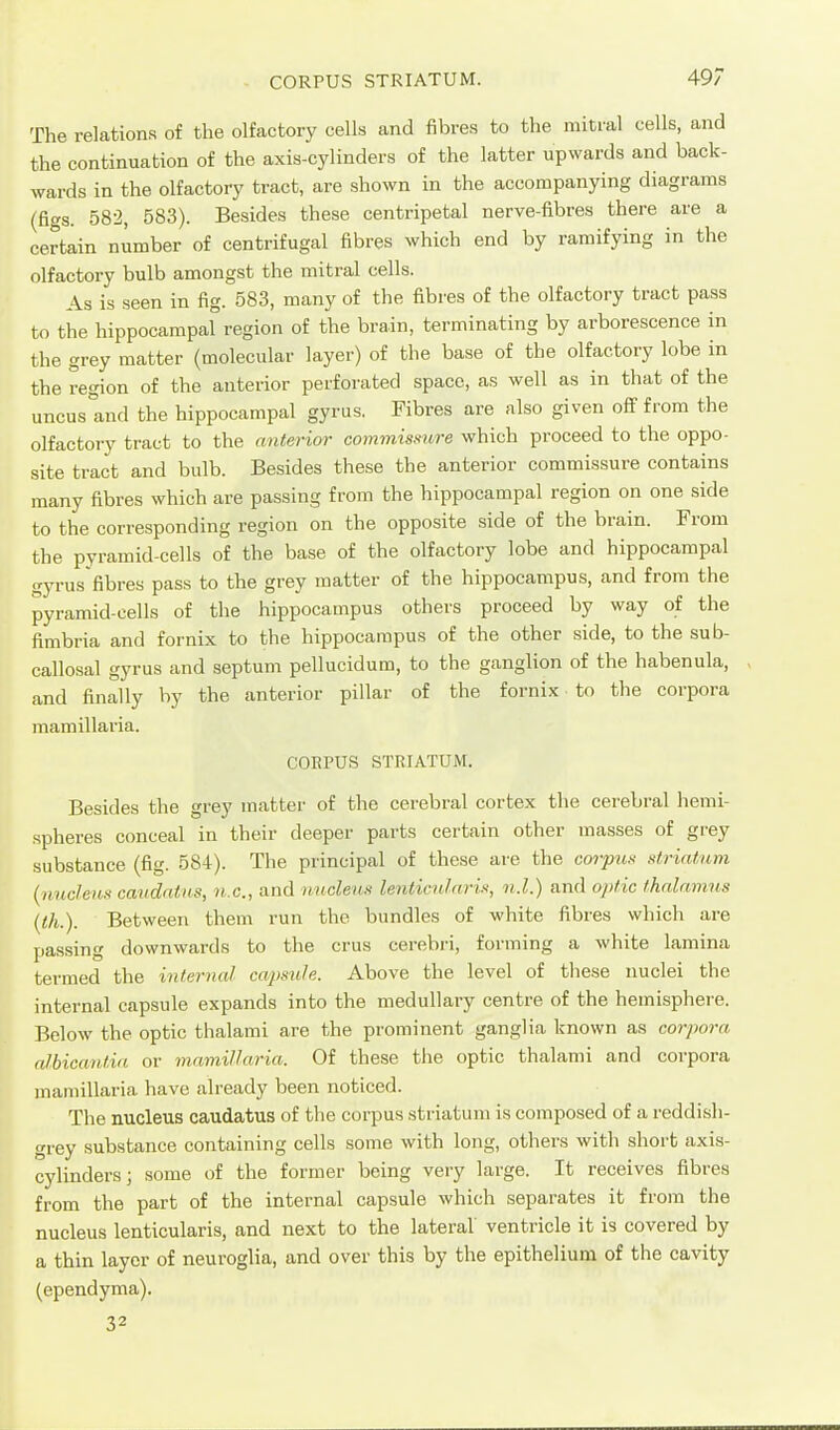 The relations of the olfactory cells and fibres to the mitral cells, and the continuation of the axis-cylinders of the latter upwards and back- wards in the olfactory tract, are shown in the accompanying diagrams (figs. 582, 583). Besides these centripetal nerve-fibres there are a certain number of centrifugal fibres which end by ramifying in the olfactory bulb amongst the mitral cells. As is seen in fig. 583, many of the fibres of the olfactory tract pass to the hippocampal region of the brain, terminating by arborescence in the grey matter (molecular layer) of the base of the olfactory lobe in the region of the anterior perforated space, as well as in that of the uncus and the hippocampal gyrus. Fibres are also given off from the olfactory tract to the anterior commissure which proceed to the oppo- site tract and bulb. Besides these the anterior commissure contains many fibres which are passing from the hippocampal region on one side to the corresponding region on the opposite side of the brain. From the pyramid-cells of the base of the olfactory lobe and hippocampal gyrus fibres pass to the grey matter of the hippocampus, and from the pyramid-cells of the hippocampus others proceed by way of the fimbria and fornix to the hippocampus of the other side, to the sub- callosal gyrus and septum pellucidum, to the ganglion of the habenula, and finally by the anterior pillar of the fornix to the corpora mamillaria. CORPUS STRIATUM. Besides the grey matter of the cerebral cortex the cerebral hemi- spheres conceal in their deeper parts certain other masses of grey substance (fig. 584). The principal of these are the cm-pus striatum {nucleus caudatiis, u.c., and nucleus lenticulari% n.l.) and optic thalamus {th.). Between them run the bundles of white fibres which are passing downwards to the crus cerebri, forming a white lamina termed the internal capsule. Above the level of these nuclei the internal capsule expands into the medullary centre of the hemisphere. Below the optic thalami are the prominent ganglia known as corpora albicant.ia or mamillaria. Of these the optic thalami and corpora mamillaria have already been noticed. The nucleus caudatus of the corpus striatum is composed of a reddish- grey substance containing cells some with long, others with short axis- cylinders; some of the former being very large. It receives fibres from the part of the internal capsule which separates it from the nucleus lenticularis, and next to the lateral' ventricle it is covered by a thin layer of neuroglia, and over this by the epithelium of the cavity (ependyma). 32