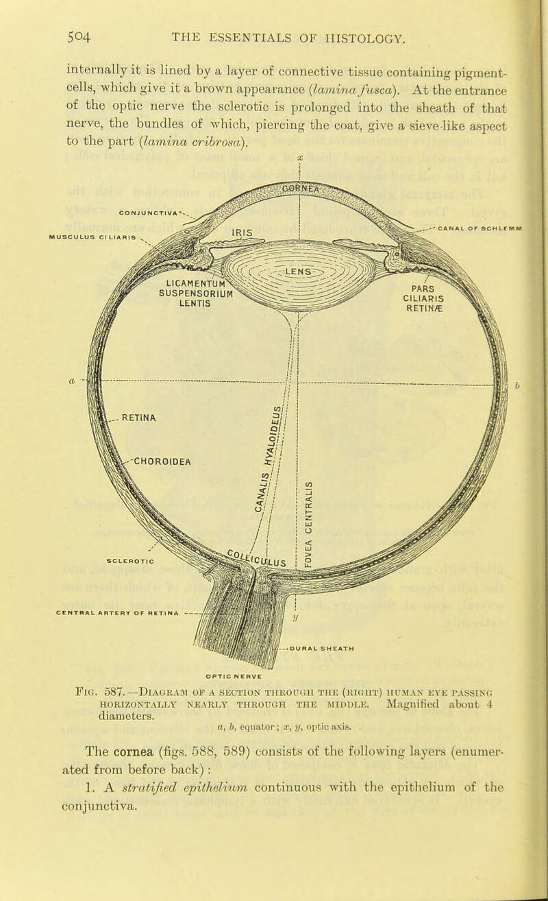 internally it is lined by a layer of connective tissue containing pigment- cells, which give it a brown appearance {lamina fusca). At the entrance of the optic nerve the sclerotic is prolonged into the sheath of that nerve, the bundles of which, piercing the coat, give a sieve like aspect to the part (lamina cribrosa). X OPTIC NERVe Fk!. 587.—DiAOKAM OP A SUCTION T1IK01T(!11 TIIK (KIUUT) HUMAN KVK TASSIKfJ HORIZONTALI.Y NEAKLV TIIUOUOH TllH JIIDDLK. M<agnificd ilbout 4 diameters. a, b, fqiKitor; x, ;/, oi>tic axis. The cornea (figs. 588, 589) consists of the following layers (enumer- ated from before back): 1. A stratified epithelium continuous with the epithelium of the conjunctiva.