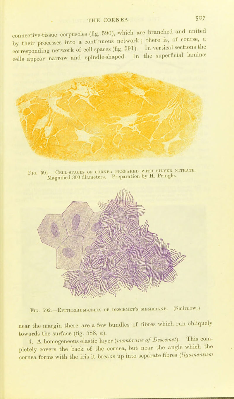 connective-tissue corpuscles (fig. 590), which are branched and united bv their processes into a continuous netwoj k; there is, of course a corresponding network of cell-spaces (fig. 591). In vertical sections the cells appear narrow and spindle-shaped. In the superficial laminse Fic; 591.—Cell-sp.\ces of coknka i'kei-akei. with s^lvek mtuate. Magnified 300 diameters. Preparation by H. Priugle. ¥10. u'J'i.—EpiTiiKLiUM-CEi.LS oi' descemet's membkane. (Sniiniow.) near the margin there are a few bundles of fibres which run obliquely towards the surface (fig. 588, a). 4. A homogeneous elastic layer (membrane of Descemet). This com- pletely covers the back of the cornea, but near the angle wliich the cornea forms with the iris it breaks up into separate fibres (lujamenhom