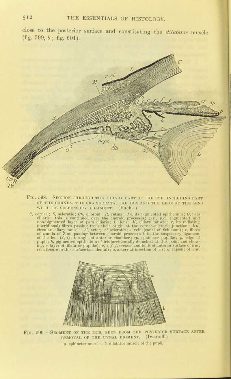 close to the posterior surface and constituting the dilatator muscle (fig. 599, b ; fig. 601). Fin. 598.—Section TintoufiH the ciliaky tart of tue eyk, inclddino part OF THE CORNEA, THE ORA SERRATA, THE IRIS AND THE EDliE OF THE LENS WITH ITS SUSPENSORY LIGAMENT. (FucllS.) C, cornea; S, sclerotic; CA, choroid; B, retina; P«, its pifpnented epithelium; 0, pars ciliaris: this is continued over the choroid processes; p.e.j 2).c.^ piginentefi and non-pigiiiented layer of ])ars ciliaris; L, lens ; jl/, ciliary muscle; r, its radiating: (meridional) fibres passing from their origin at the corneo-sclerotic junction; J/t#, circular ciliary muscle; ci, artery of sclerotic; «, vein (canal of Schlenun); z, fthros of zonula of Zinn passing between choroid ])rocesses into the suspensory ligament of the lens (z, i); I, angle of anterior chamber ; sja, sphincter pupilla;; p, edge of pupil; h, pigmented epitheliuiu of iris (accidentally detached at this point and show- ing, )), layer of dilatator ])upilla)); r, c, /, creases and folds of anterior surface of iris; ci\ a fissure in this surface (accidentjil); a, artery at insertion of iris; k, capsule of lens. Fia. 599. —Sroment of the iris, seen from the posterior suefacf. after REMOVAL OF THE UVEAL PIOMENT. (Iwanoflf.) a, s)ih!nct-cr muscle ; b, dilatator muscle of the pupil.