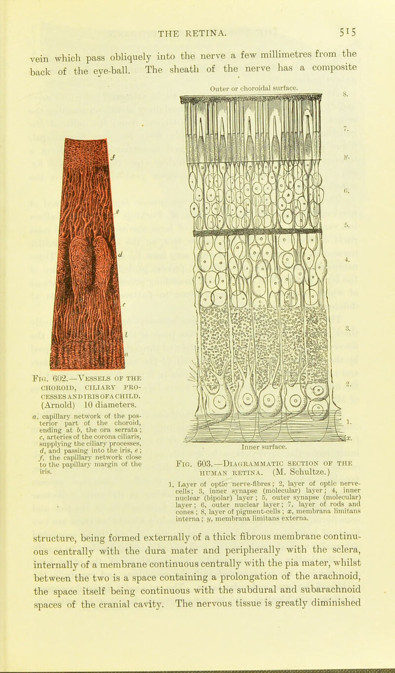 vein which pass obliquely into the nerve a few millimetres from the back of the eye-ball. The sheath of the nerve has a composite Fi(!. 602.—Vessels of the CnOROID, CILIARY PRO- CESSES A ND IRIS OFA CHILD. (Arnold) 10 diameters. a, capillary network of the pos- terior part of the choroid, ending at b, the ora serrata; c, arteries of the corona ciliaris, sup))lyin)f the ciliary processes, rf, and passing into the iris, e; /, the capillary network close to the papillary margin of the iris. Outer or choroidal surface. Inner surface. Fic. 60.3.—Dia(;rammatic section of the HUMAN retina. (M. Schultze.) , Layer of optic nerve-fihres; 2, layer of optic nerve- cell's ; 3, inner synapse (molecular) layer; 4, inner nuclear (bipolar) layer ; .>, outer synajise (molecular) layer; C, outer nuclear layer; 7, layer of rods and cones ; 8, layer of pigment-cells; x, membrana limitjins interna; y, membrana limitans externa. structure, being formed externally of a thick fibrous membrane continu- ous centrally with the dura mater and peripherally with the sclera, internally of a membrane continuous centrally with the pia mater, whilst between the two is a space containing a prolongation of the arachnoid, the space itself being continuous with the subdural and subarachnoid spaces of the cranial cavity. The nervous tissue is greatly dimini.shed