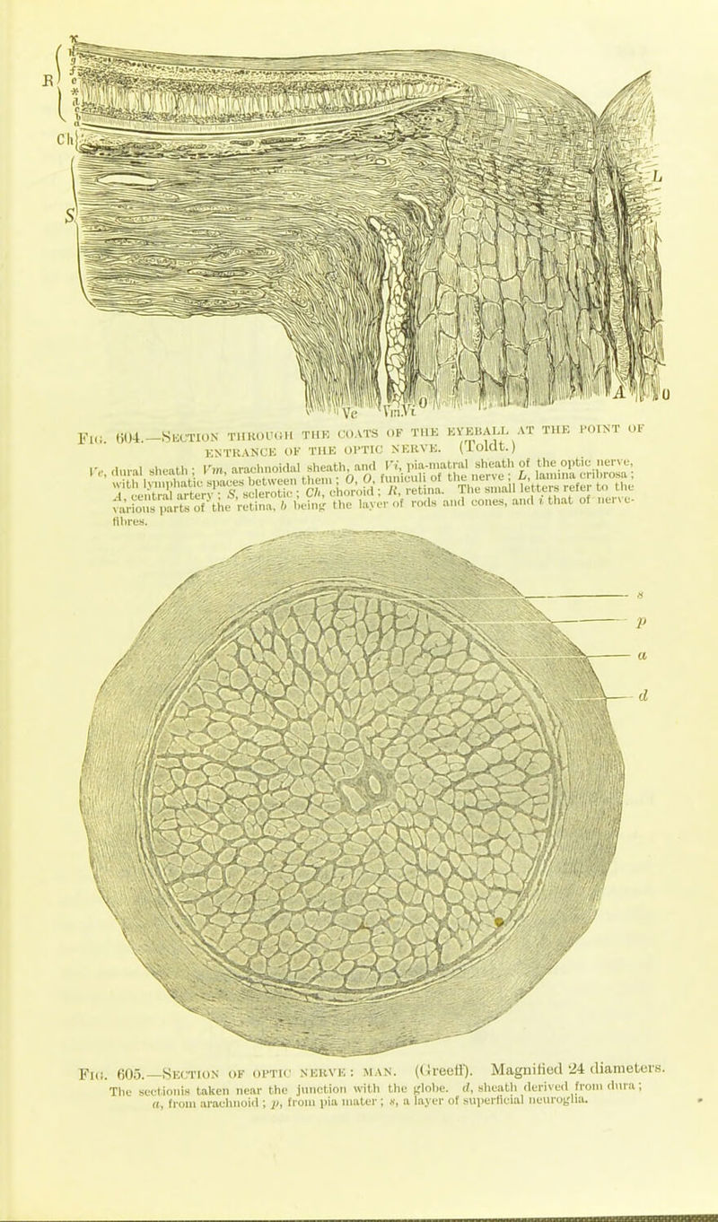 F„, (51)4.-Section thkoiumi thk coats of the kvkball at tiw, i-oint oi ICNTRVNCK OF THE OPTIC NERVE. (iolctt.) 4Vi:^.'';trA\hc^^th™/^;eh('si\t ^.l-r of ,-o,ls a,„l con.., a.ul i tl>at of nerve- fibres. Fl(!. 605.—Section of oi-tk mum,; man. itlreefl). MagniHed 24 diametors. The seetaoiiis taken near the jnnction with the jflolie. rf, sheath derived^from dnra; ((, from arachnoid ; iJ, from pia mater ' '  , a layer of sniierHeial neuroglia.